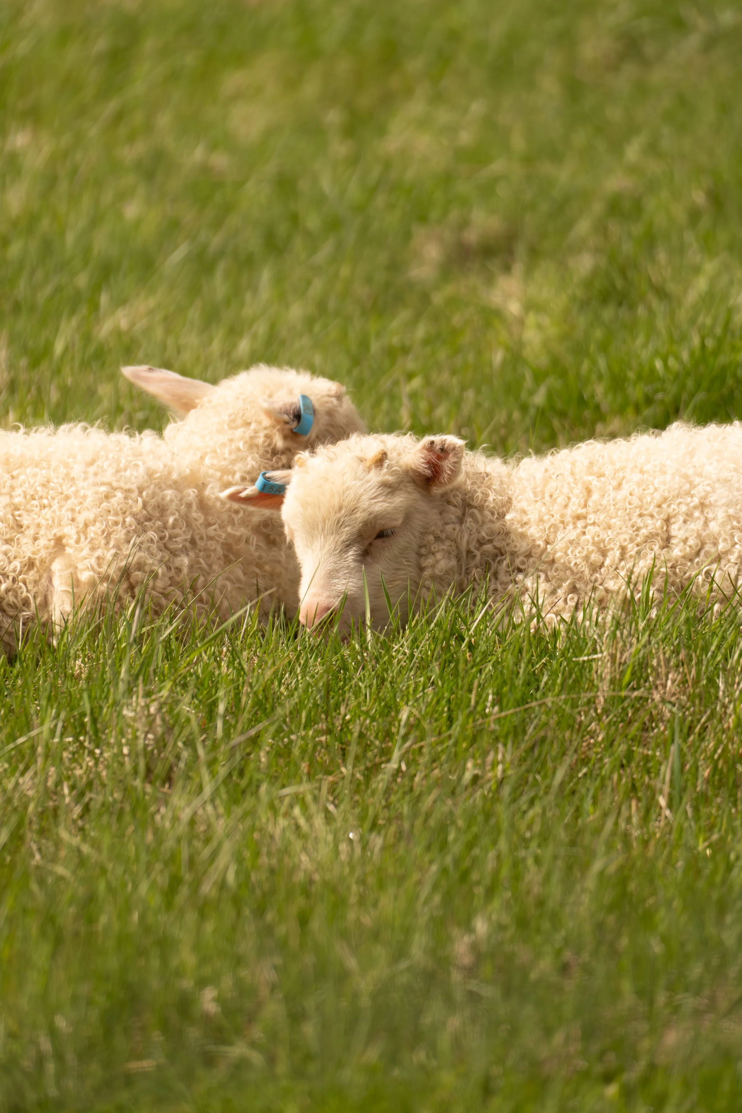 Baby Sheep - Hrunalaug