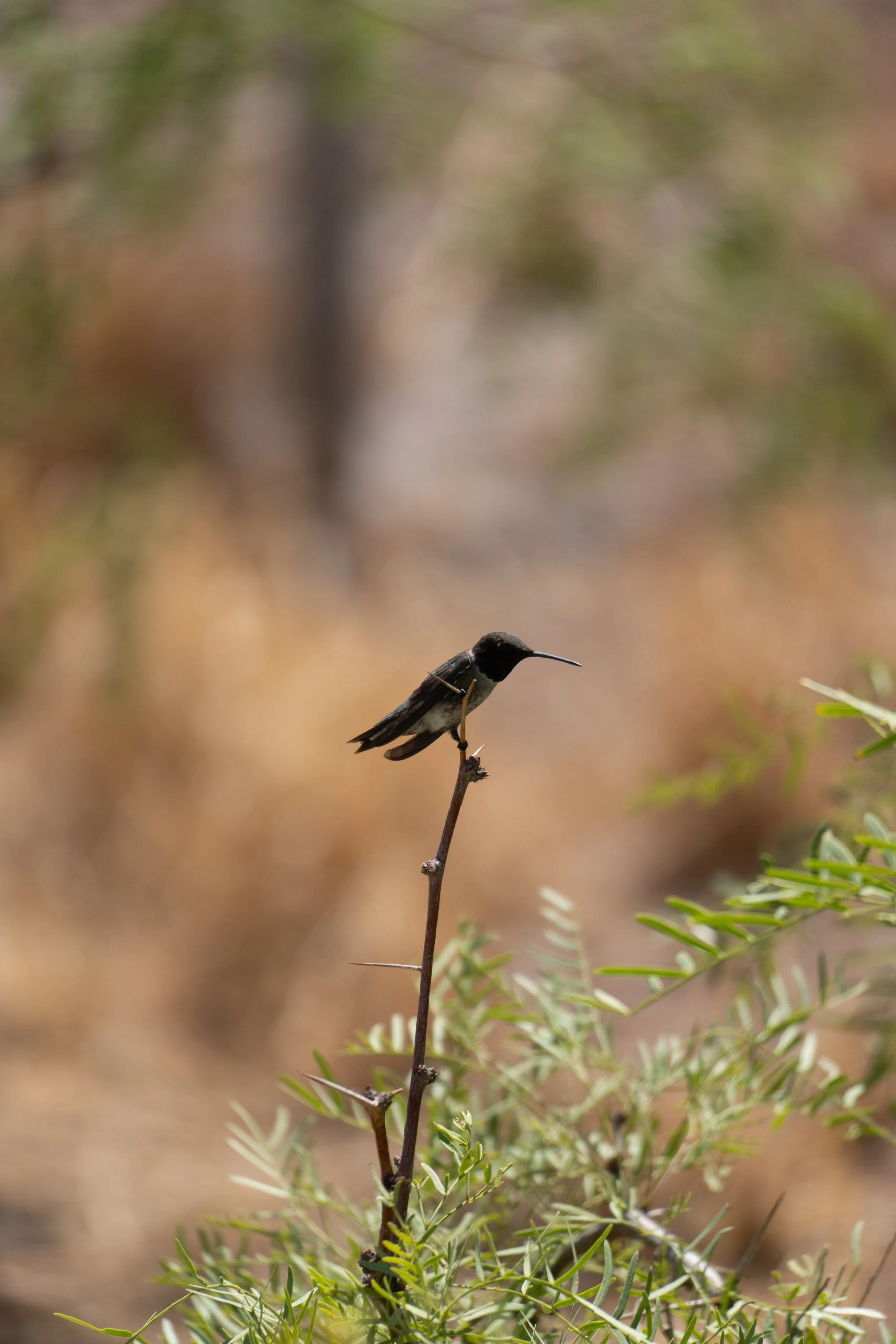Black-Chinned Hummingbird - Gila River