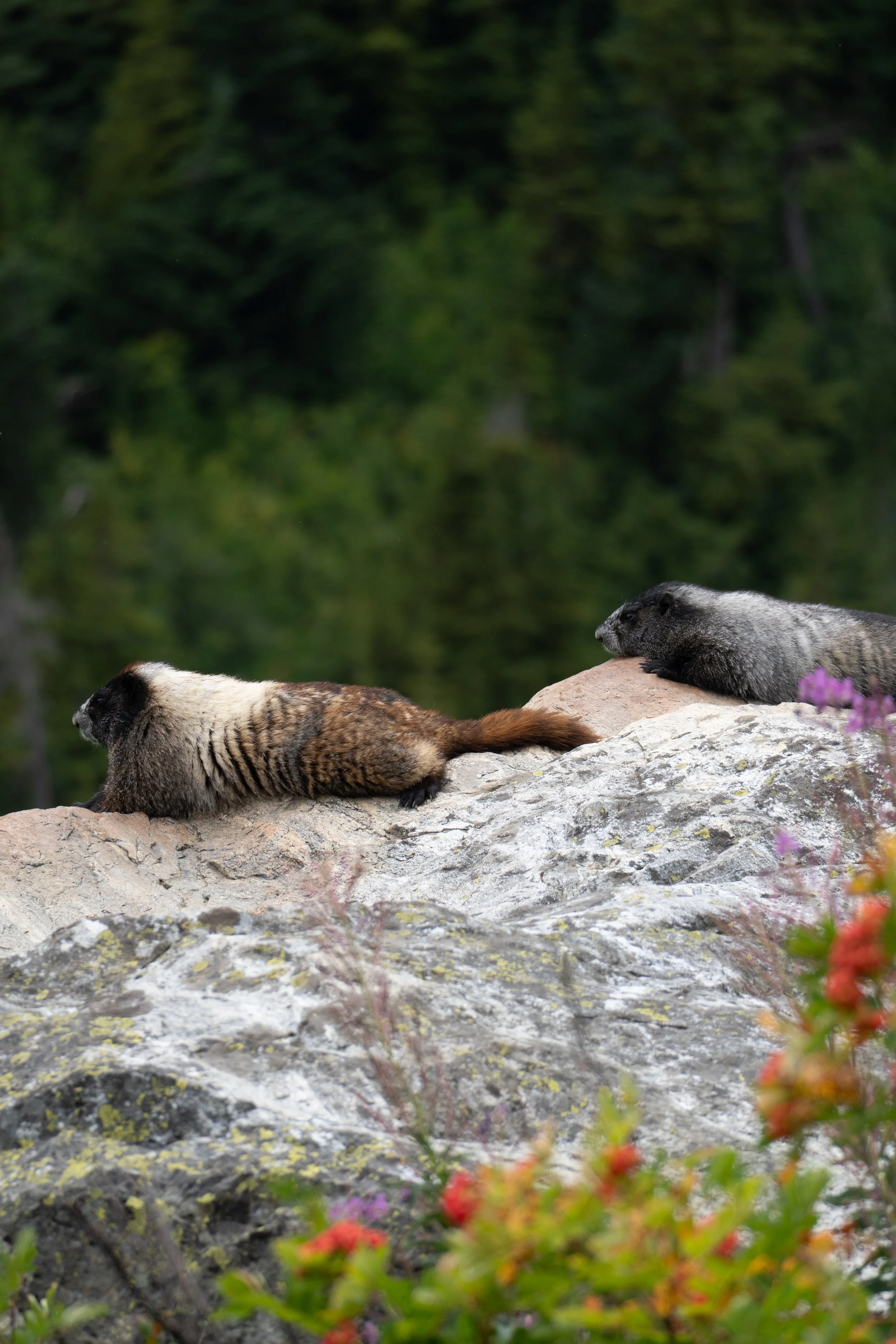 Pair of Marmots - North Cascades National Park