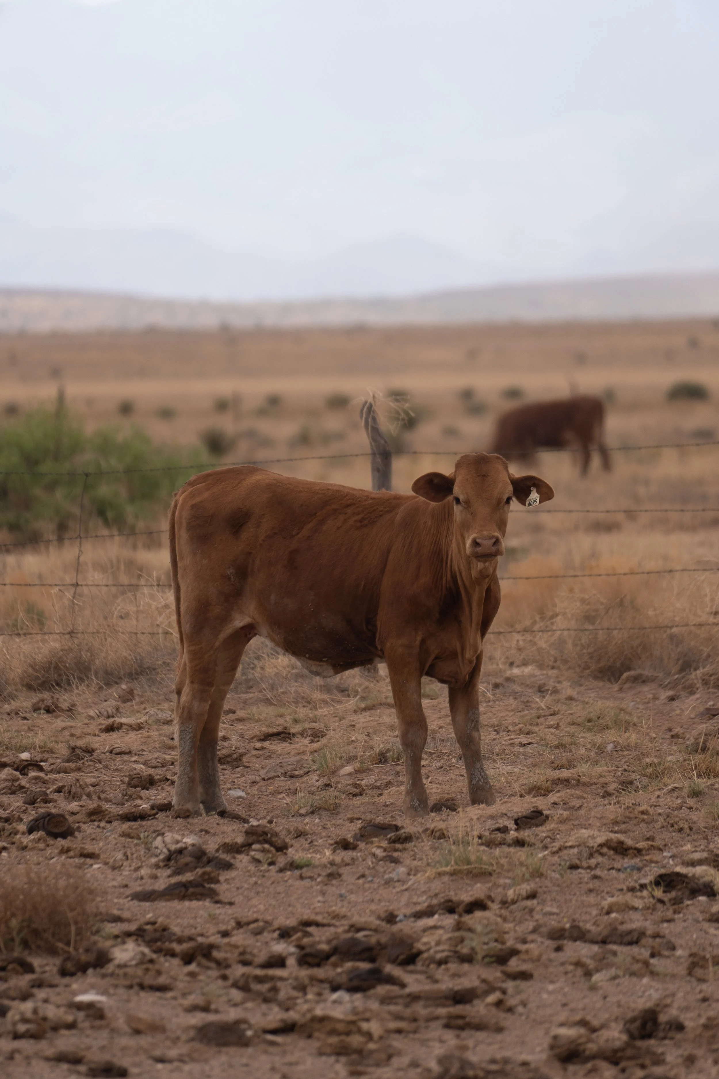 Cow - Socorro County
