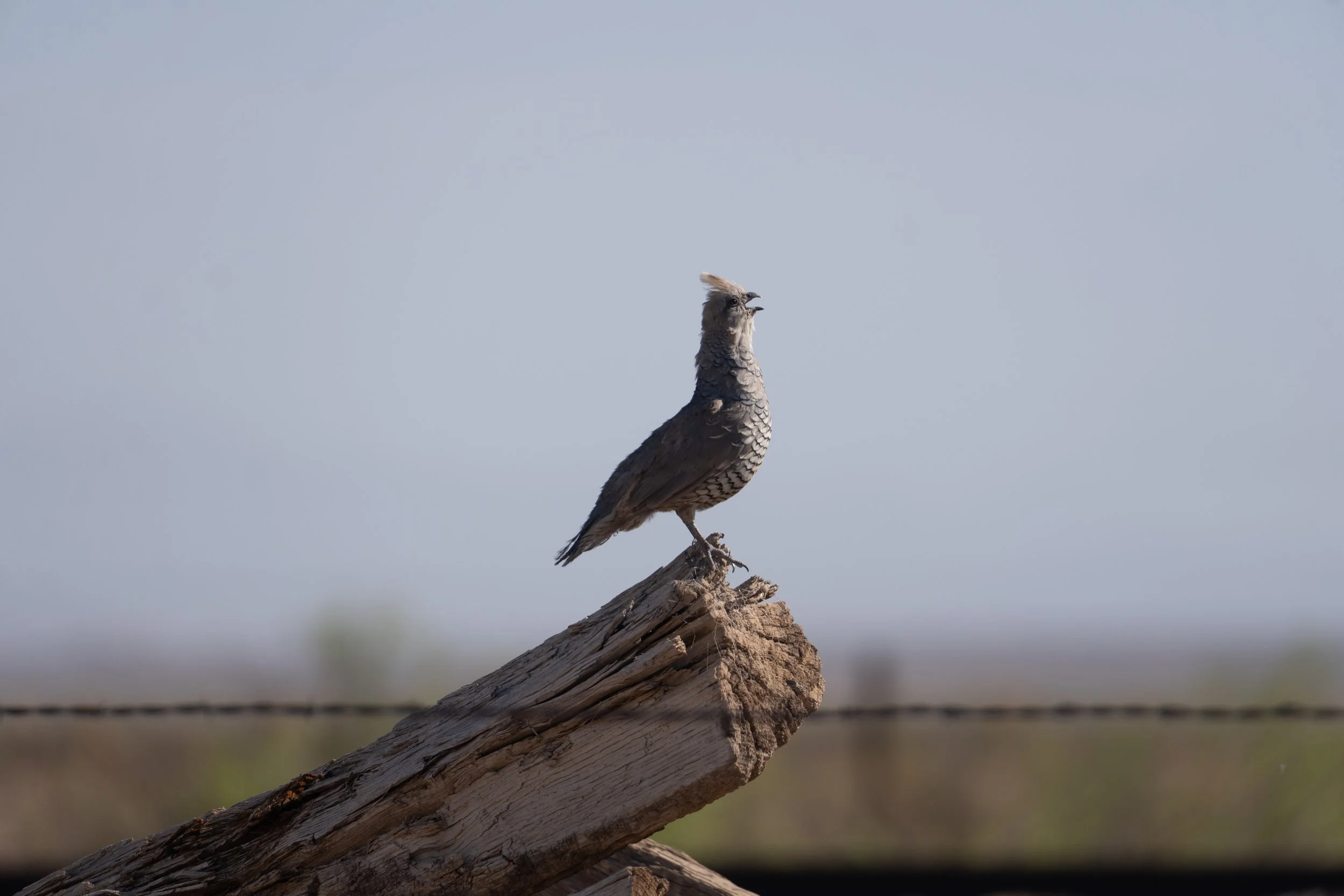 Scales Quail - Luna County