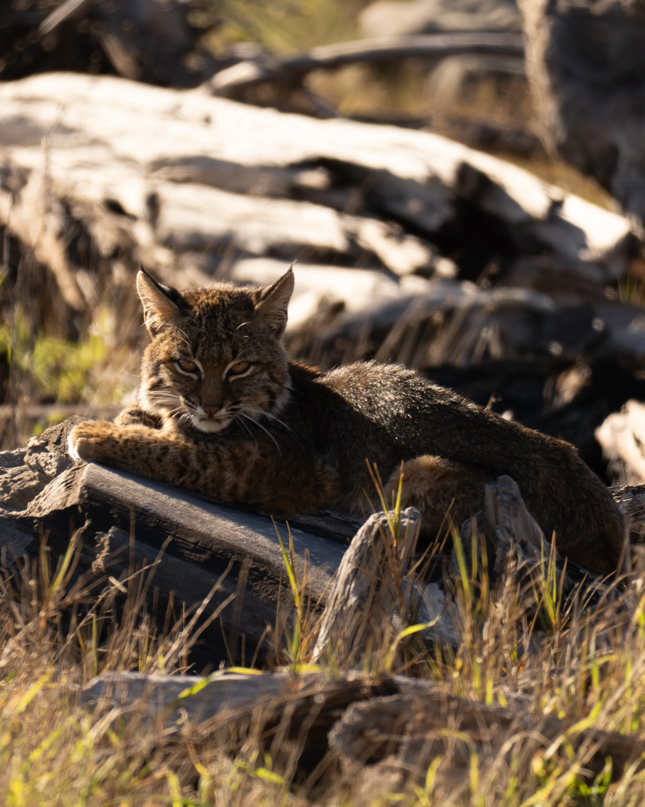 Common Bobcat, Winter, California