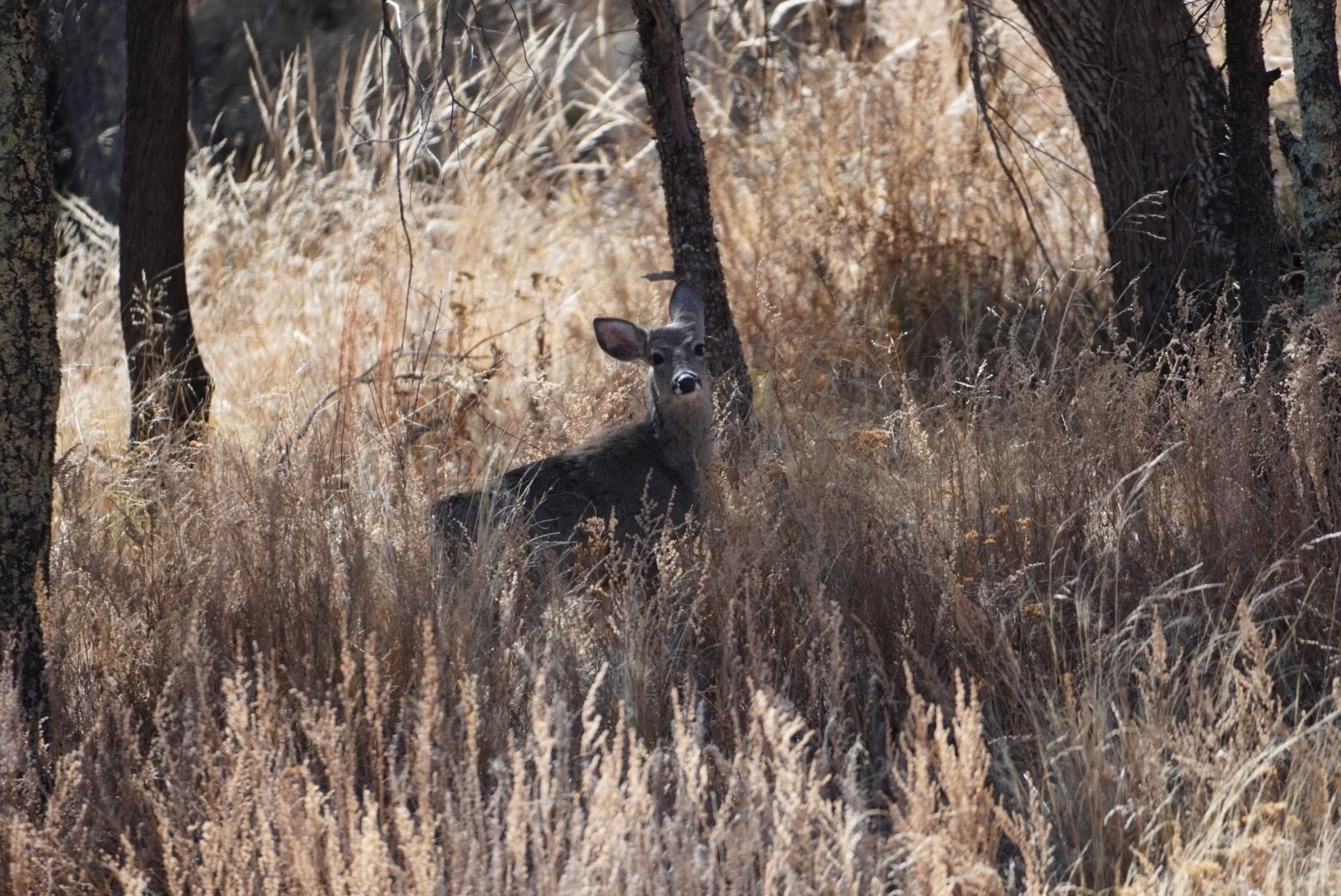 Carmen Whitetail Deer - Big Bend National Park