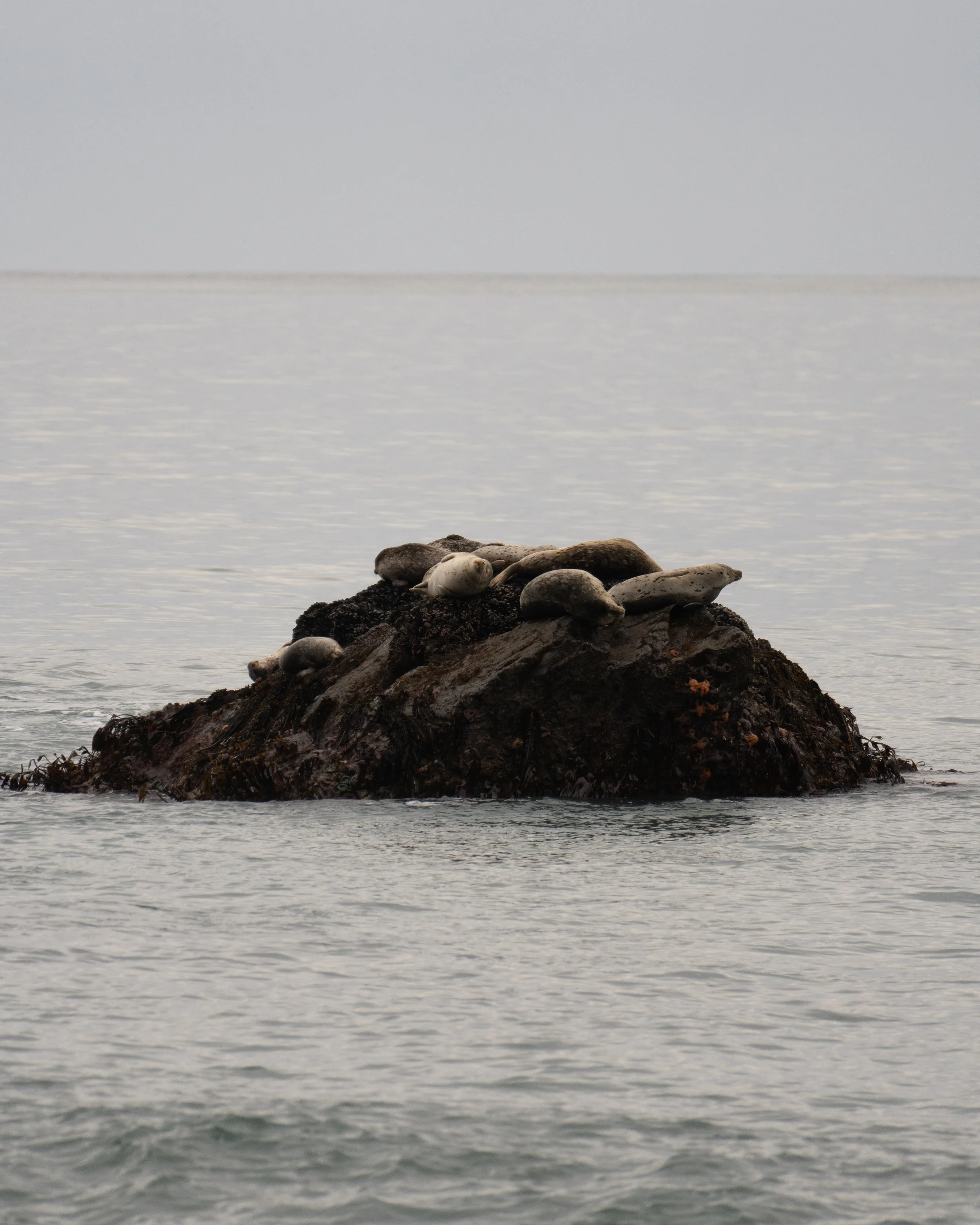 Pacific Seals on a Rock - Lost Coast