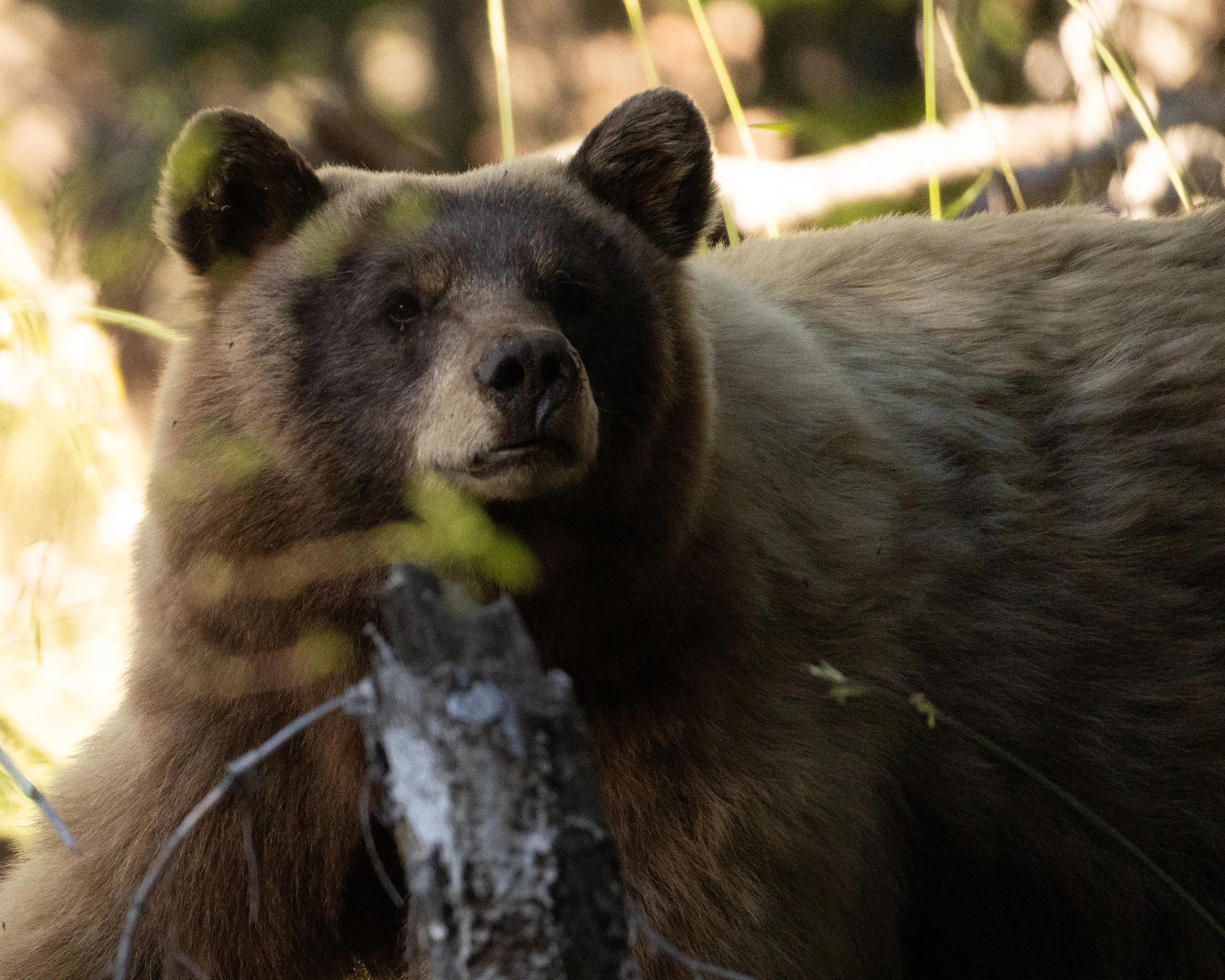 Black Bear - Yosemite
