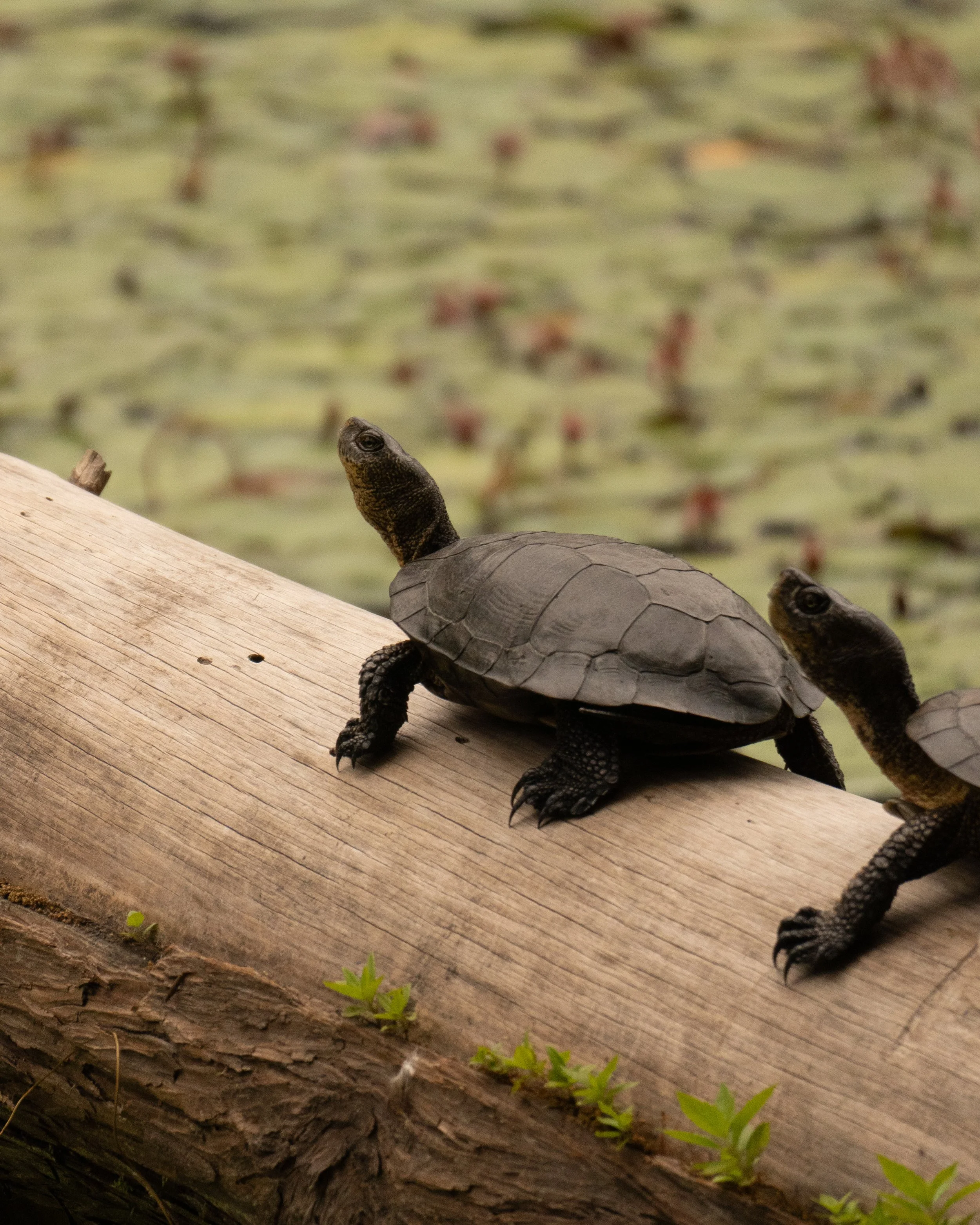 Turtles - Gravel Pit Lake, Yosemite