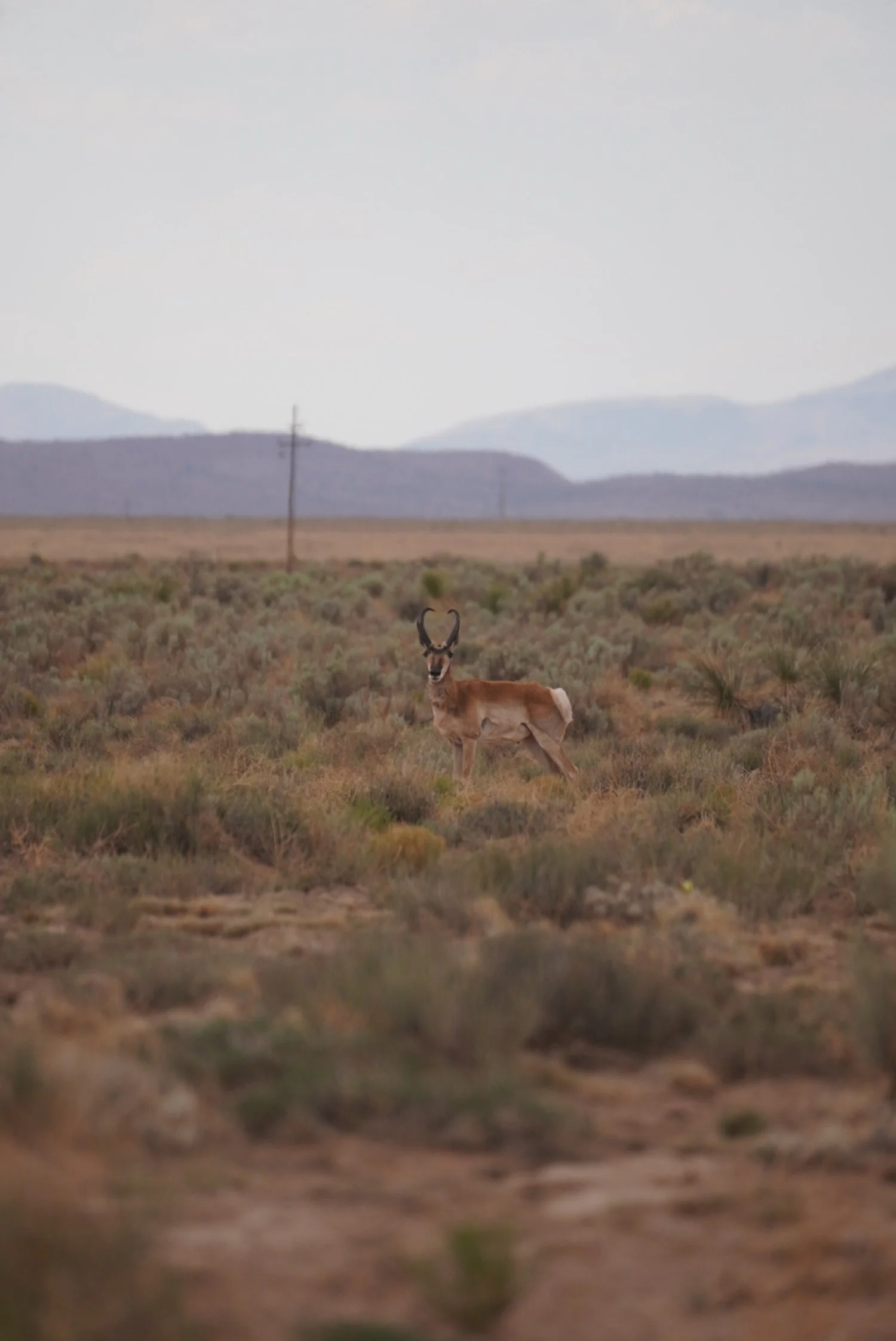 Pronghorn Antelope - Socorro County