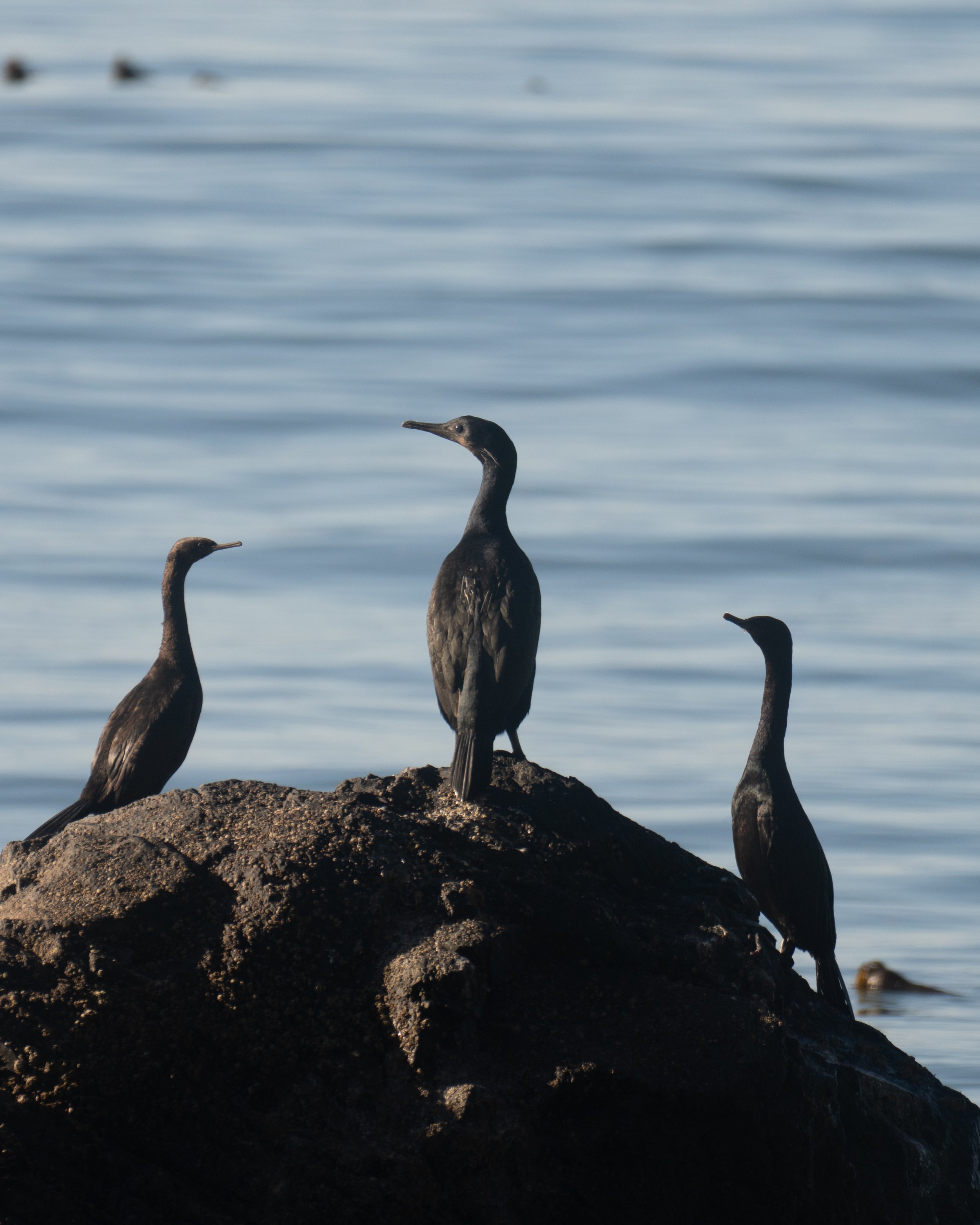 Brandt's Cormorant - Lost Coast