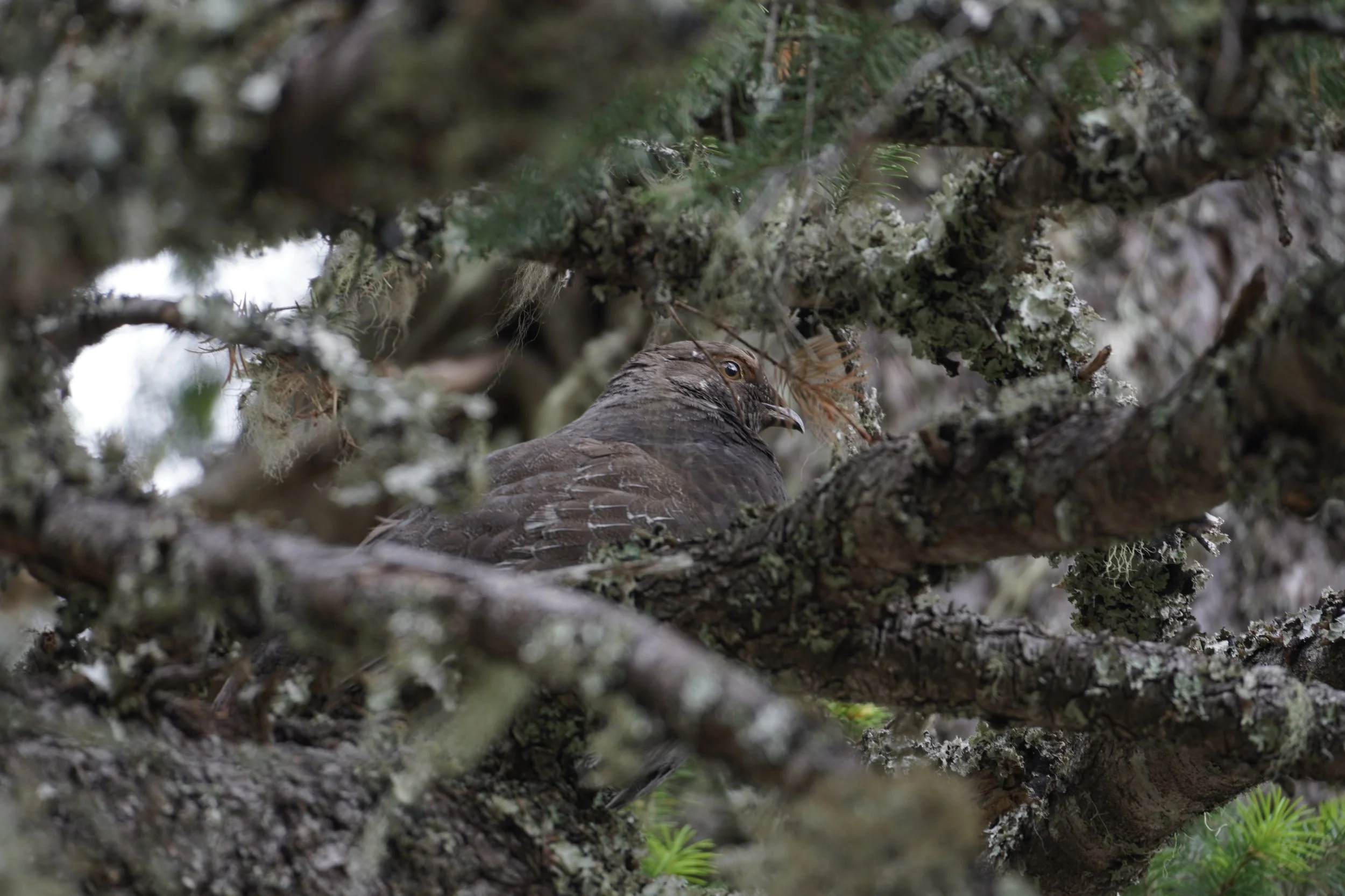 Sooty Grouse - North Cascades National Park