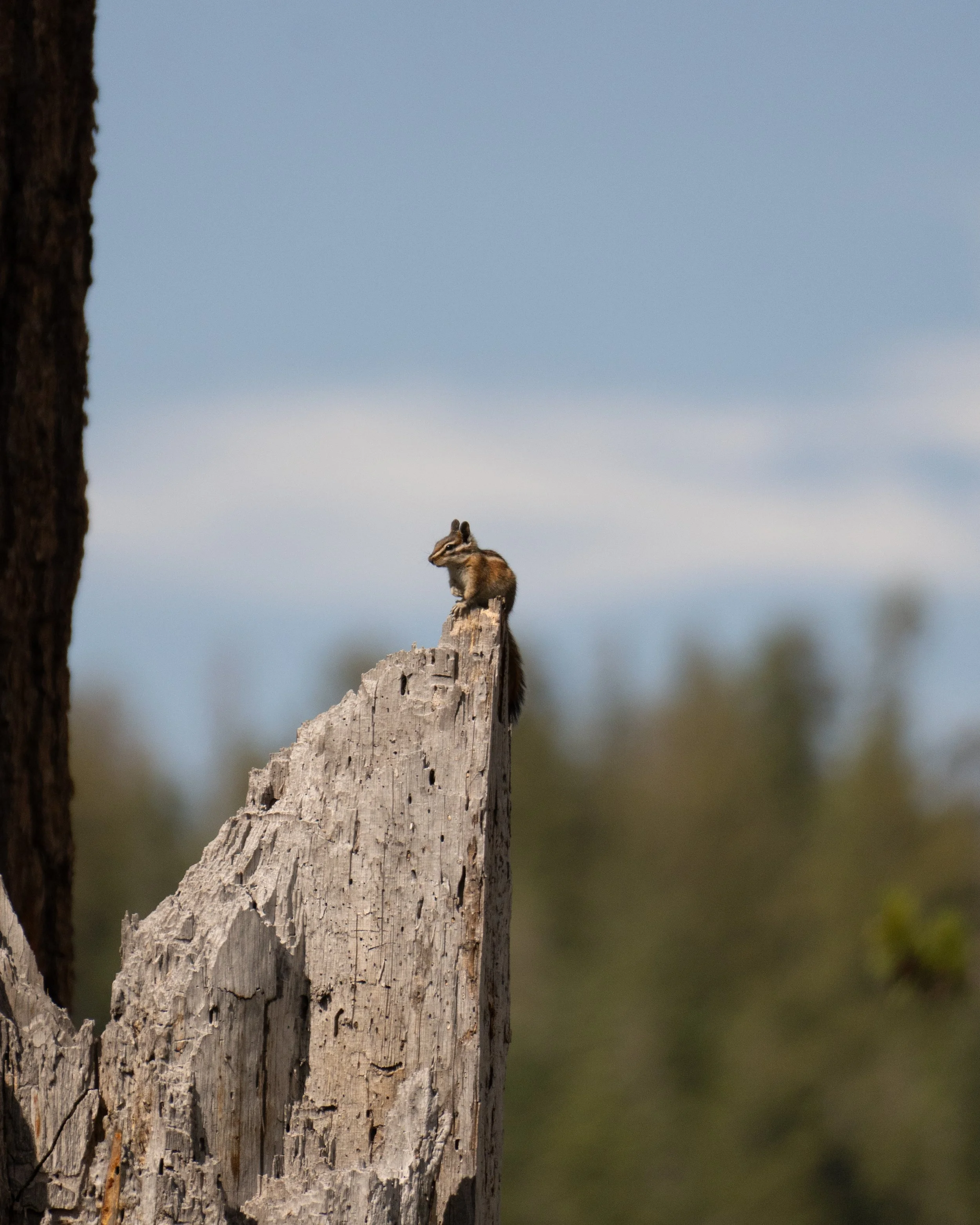 Chipmunk - Yosemite