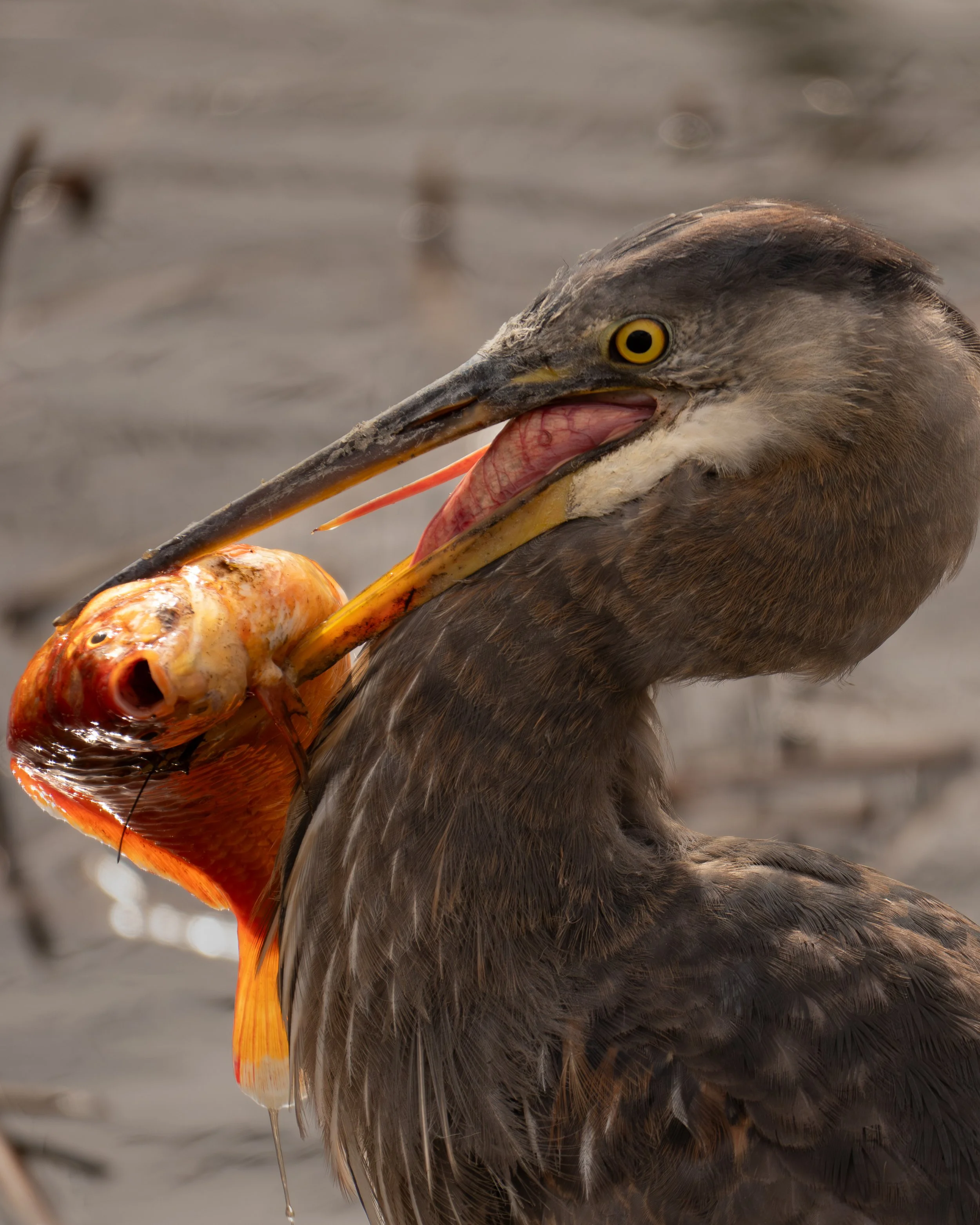 Great Blue Heron - Washington