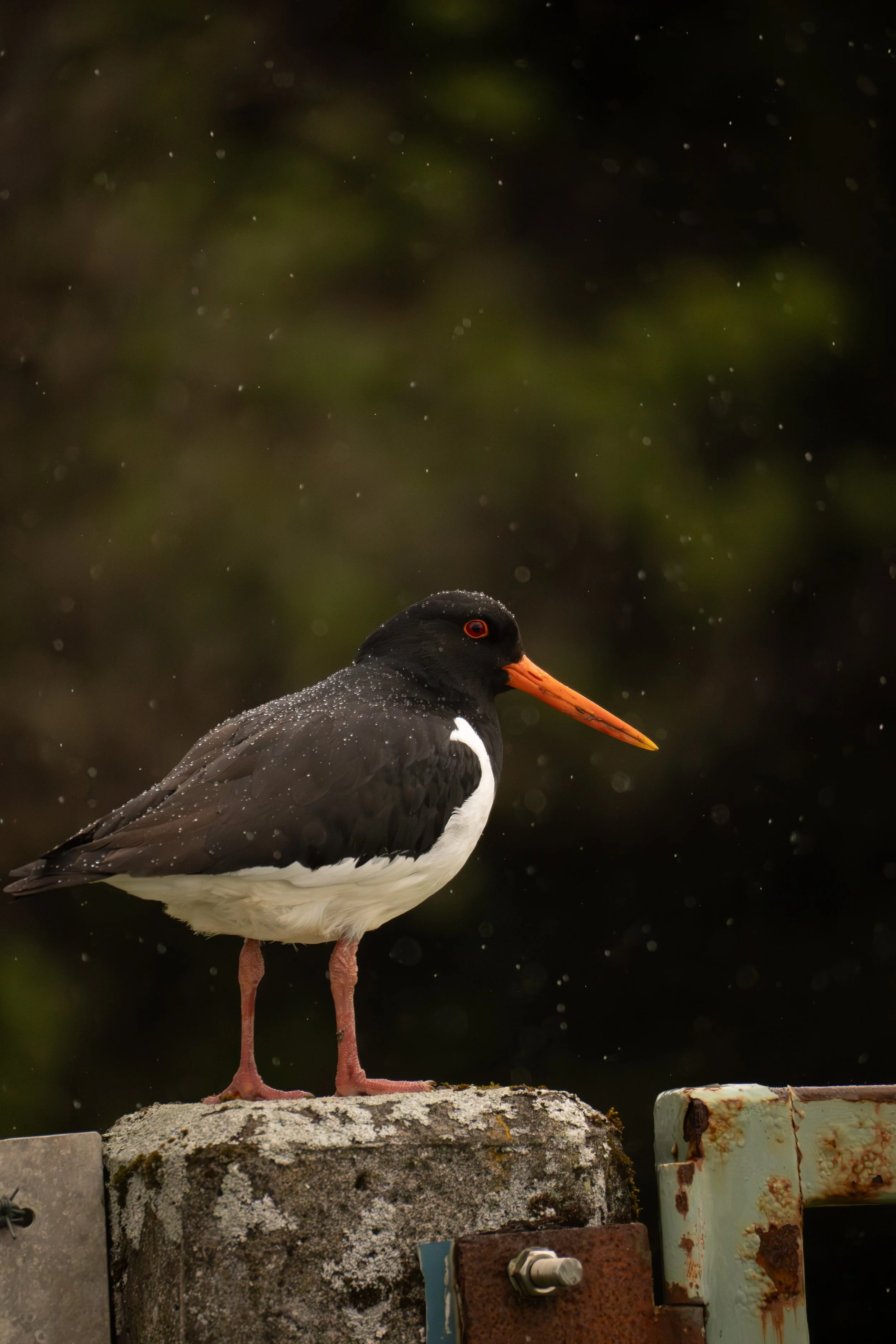 Oystercatcher - Floi Nature Reserve