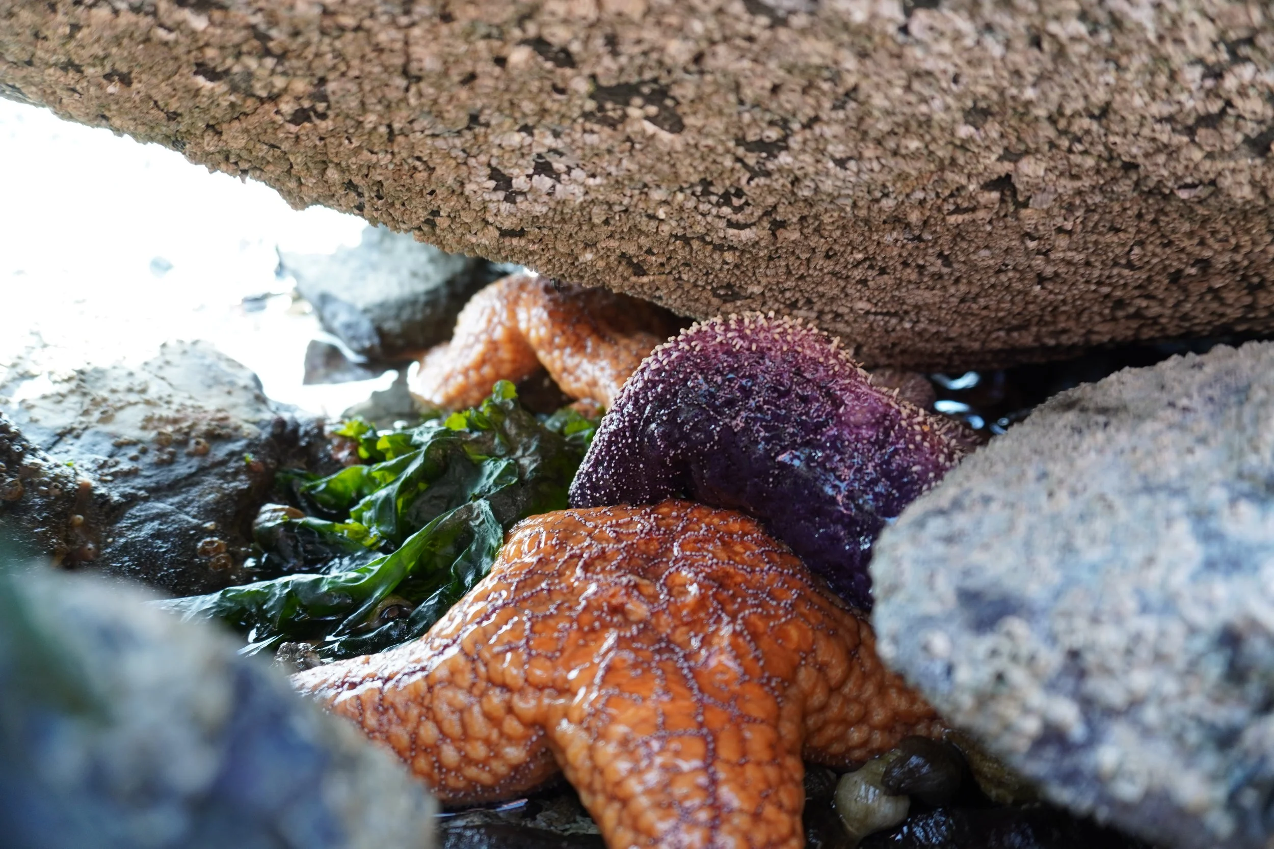 Orange and Purple Starfish - Orcas Island