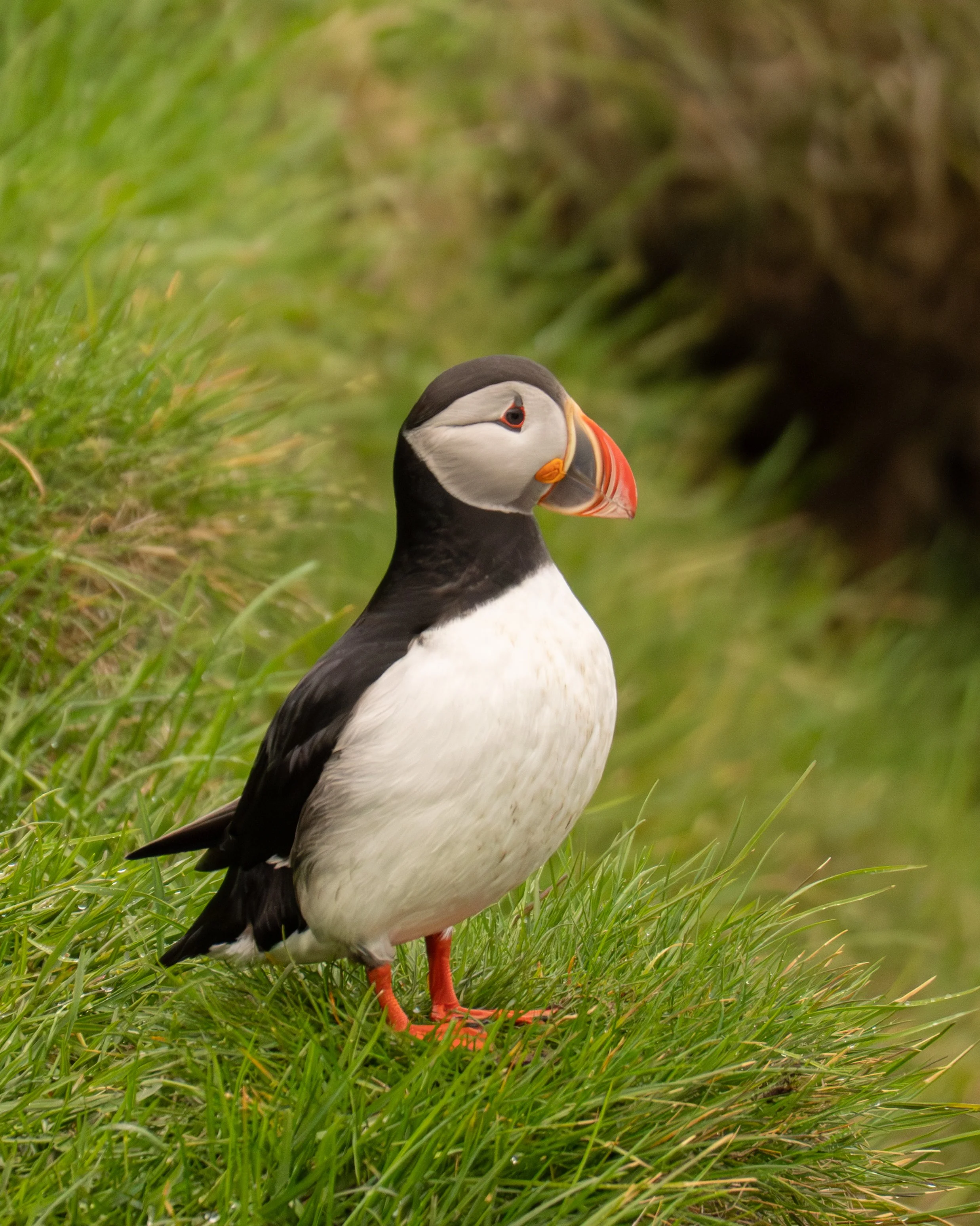 Puffin - Westman Islands