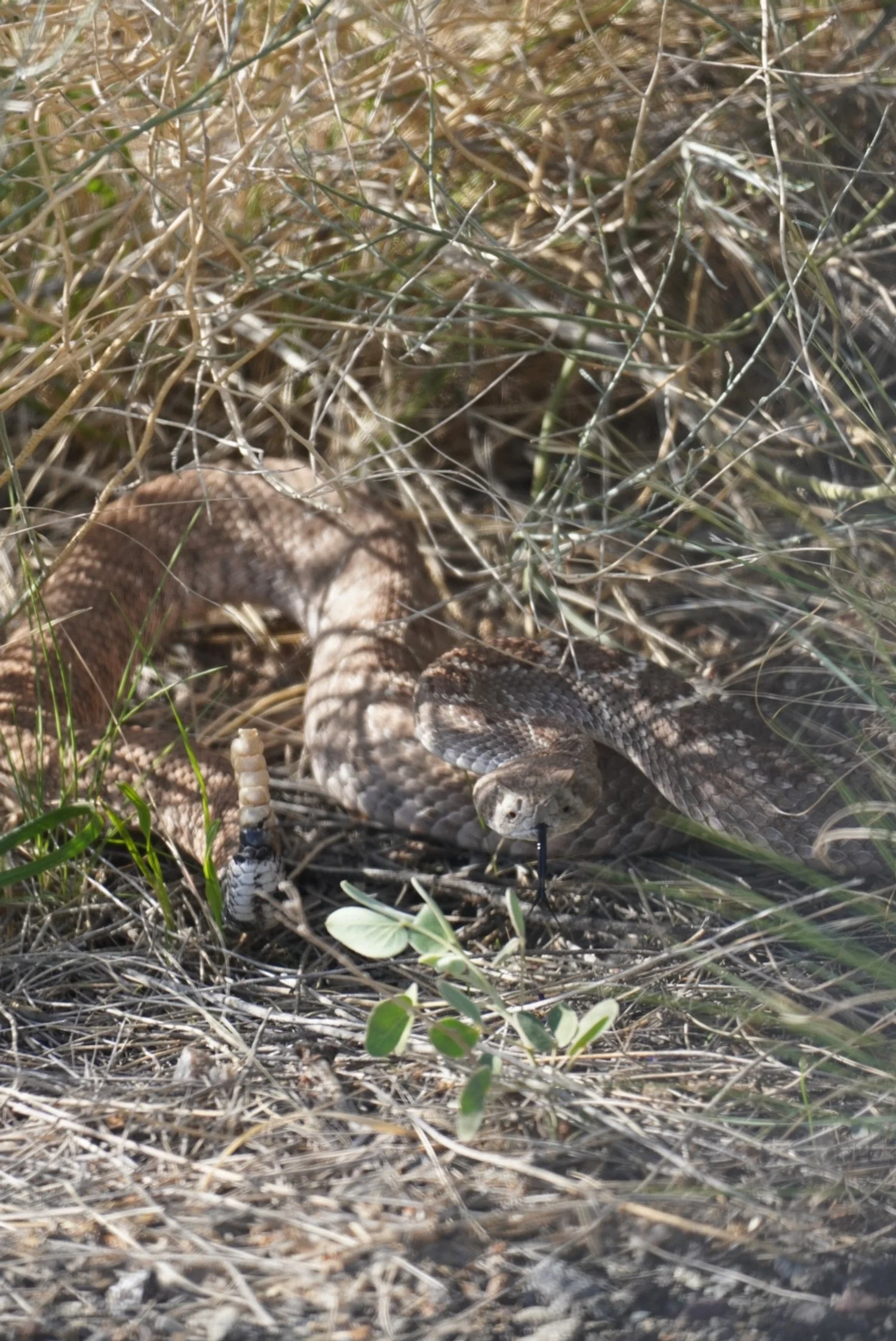 Western Diamondback - Bosque del Apache Wilderness