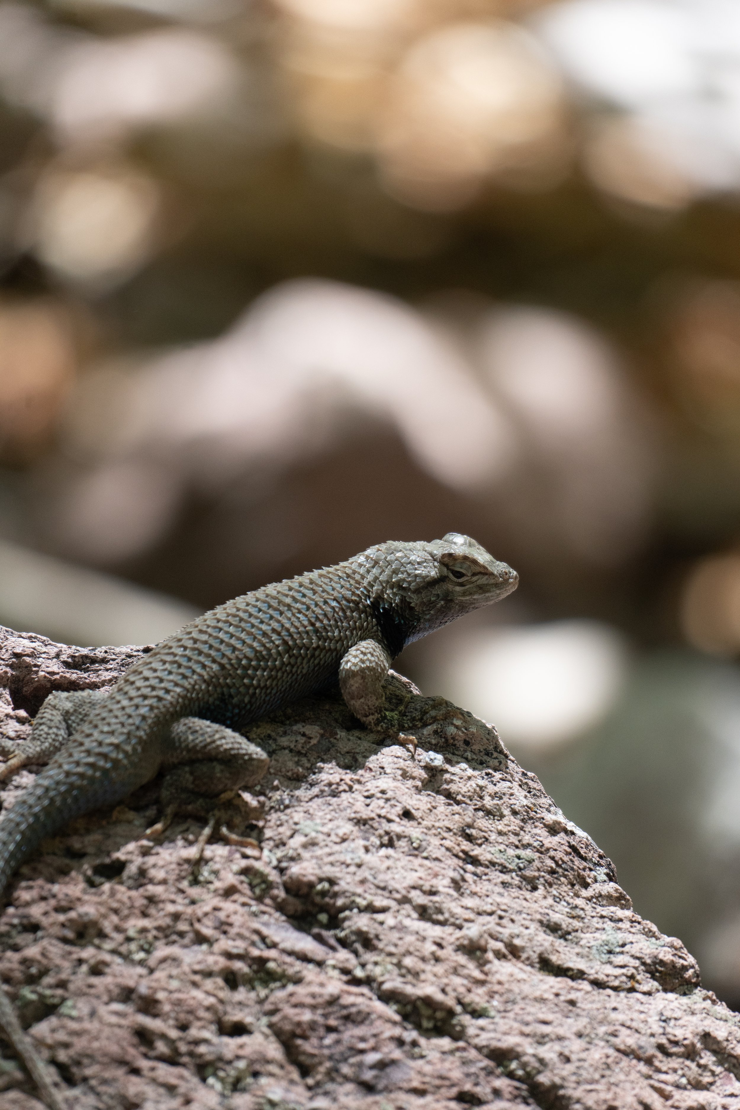 Lizard - Catwalk Recreation Area