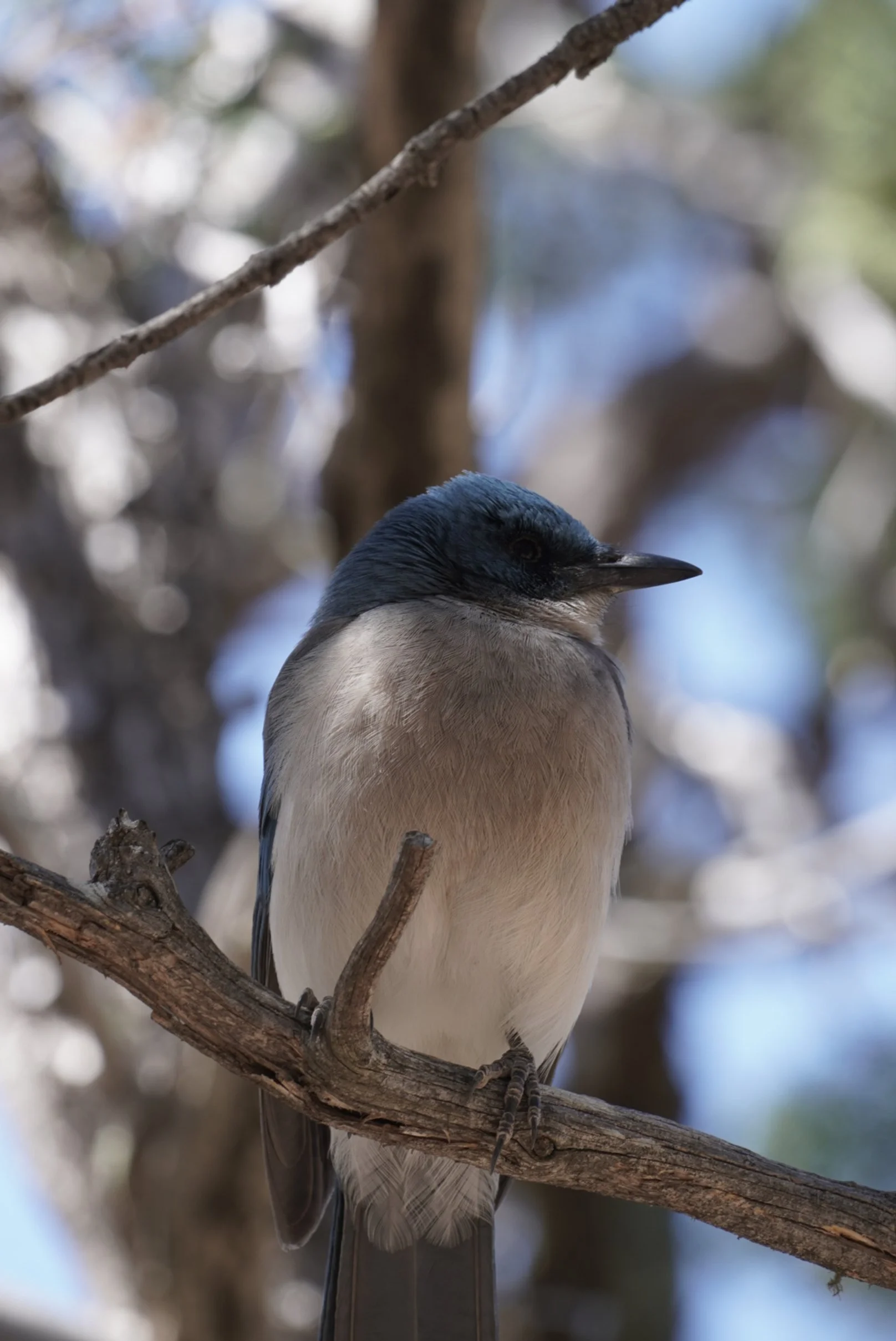 Mexican Jay - Big Bend National Park