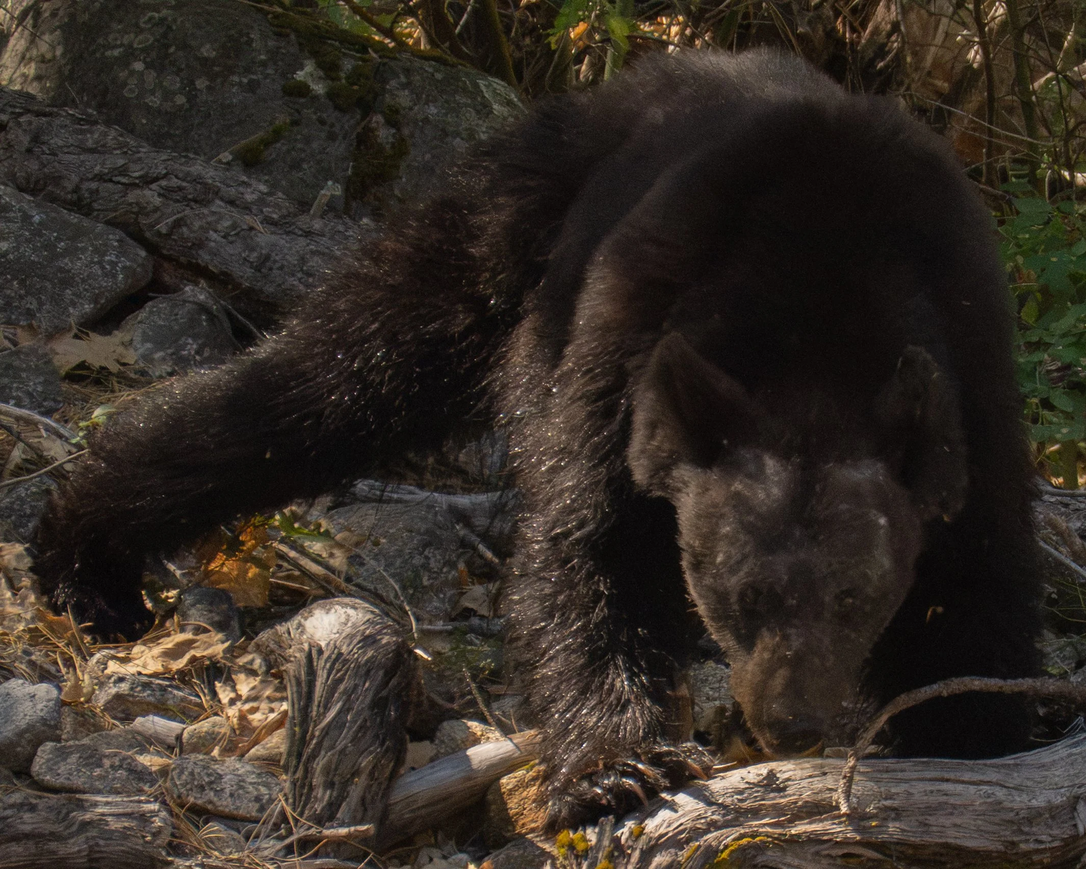 Black Bear - Yosemite