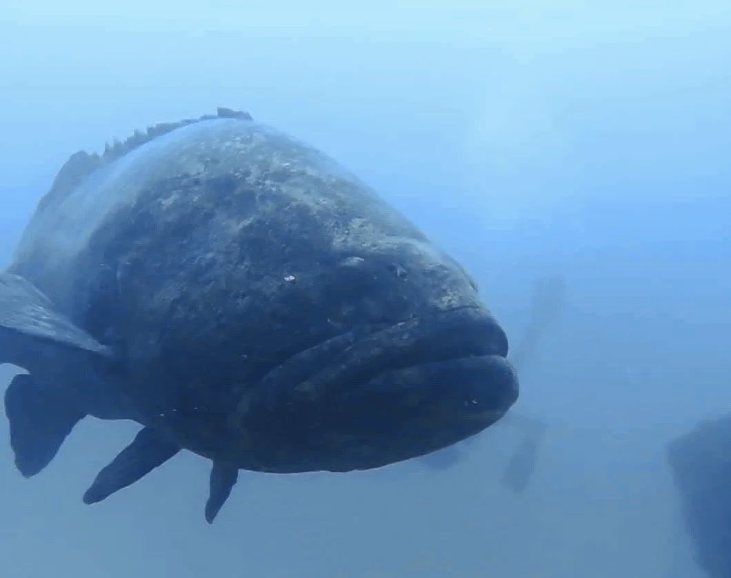 Advanced Open Water Diver Course