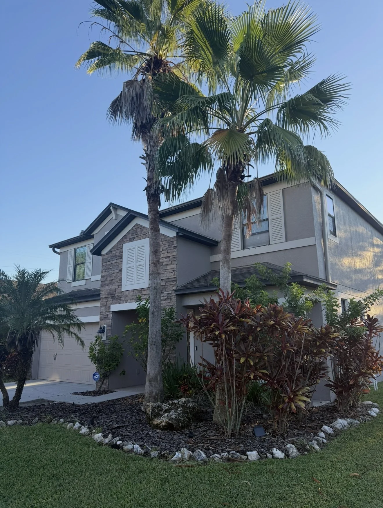 Palm Tree Removal Before