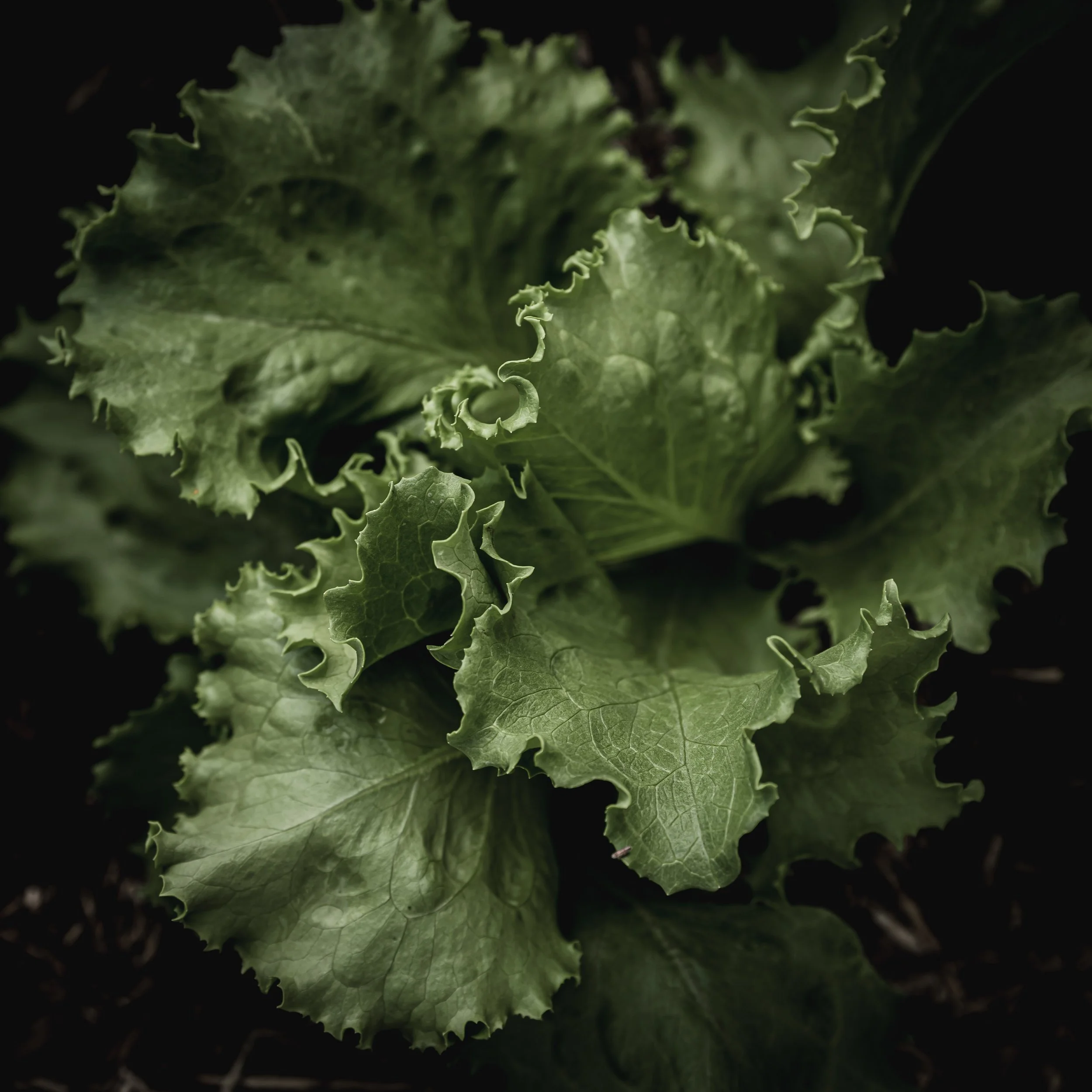 Beetroot-7.jpg