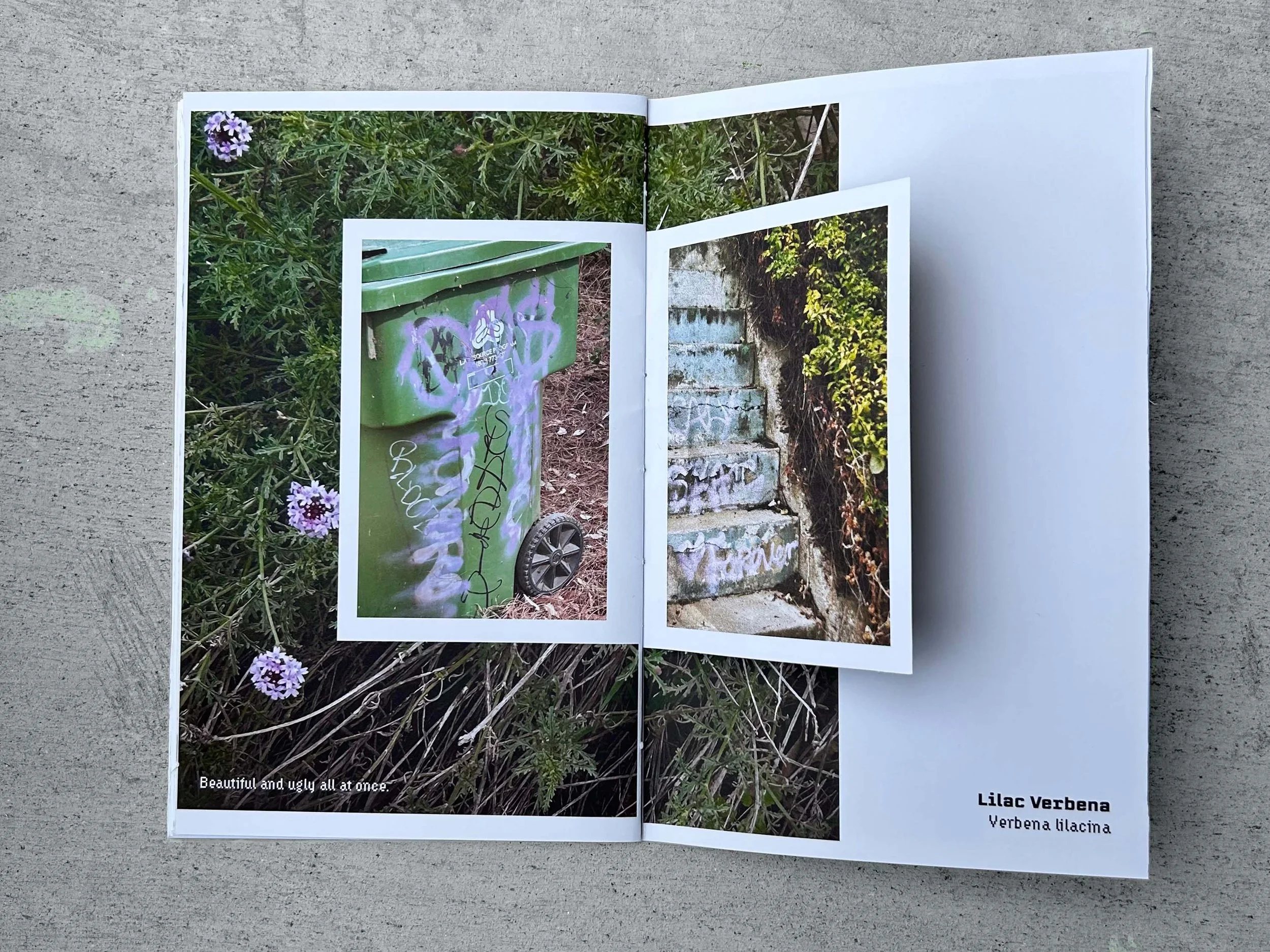 Open magazine with photographs of graffiti on a green trash bin and concrete stairs covered with moss and plants.