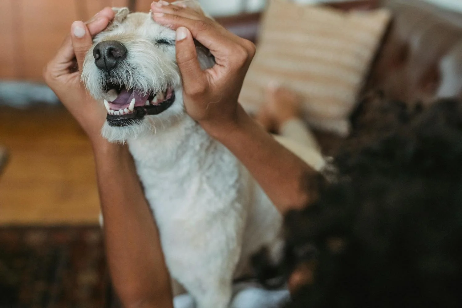 Person giving a gentle head massage to a happy, smiling dog with closed eyes inside a cozy home.