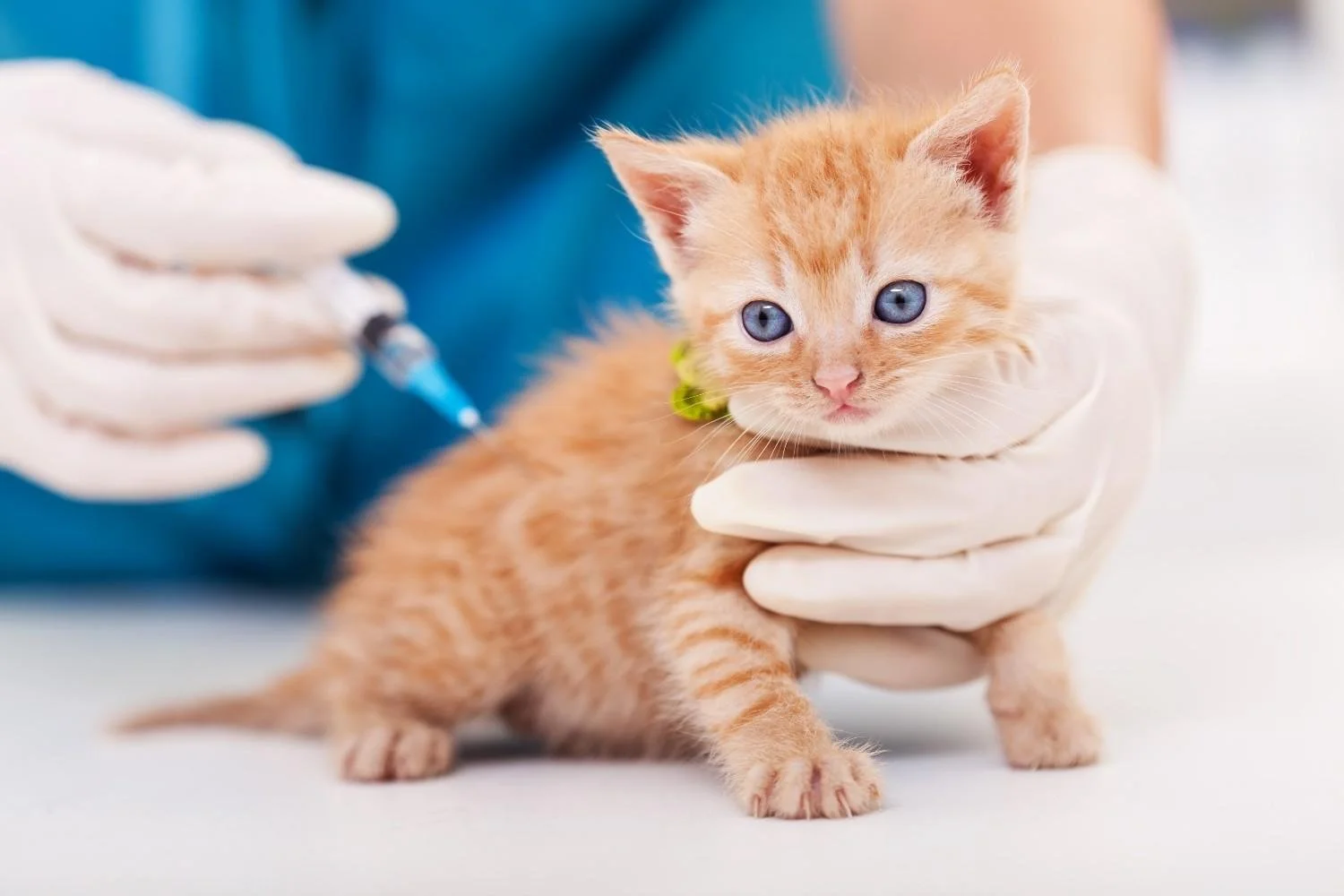 A veterinarian in white gloves giving a shot to an orange kitten with blue eyes, held securely with a towel or cloth.