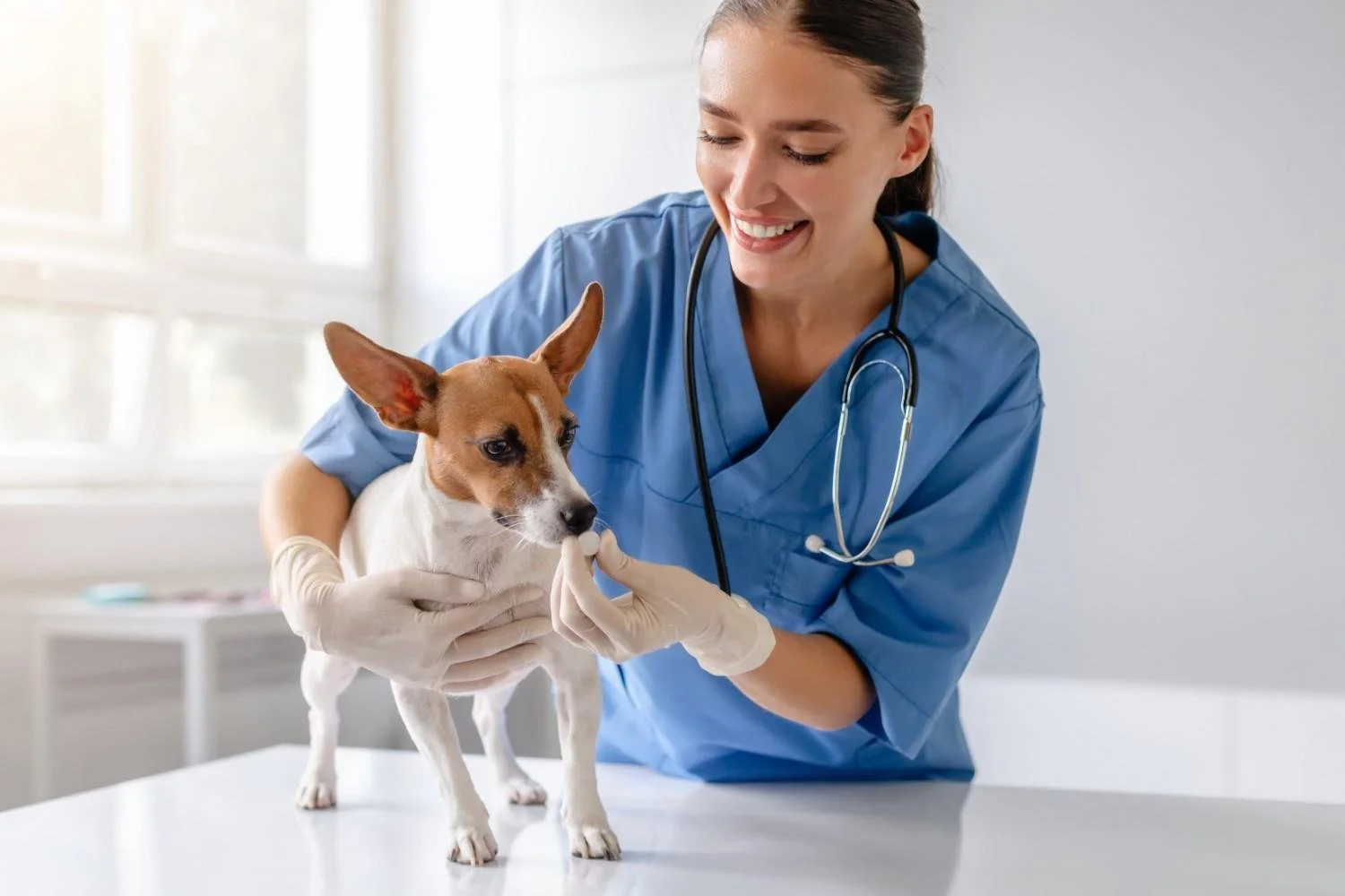 Veterinarian in blue scrubs and gloves holding a small dog on an examination table, preparing to administer a vaccine or shot.