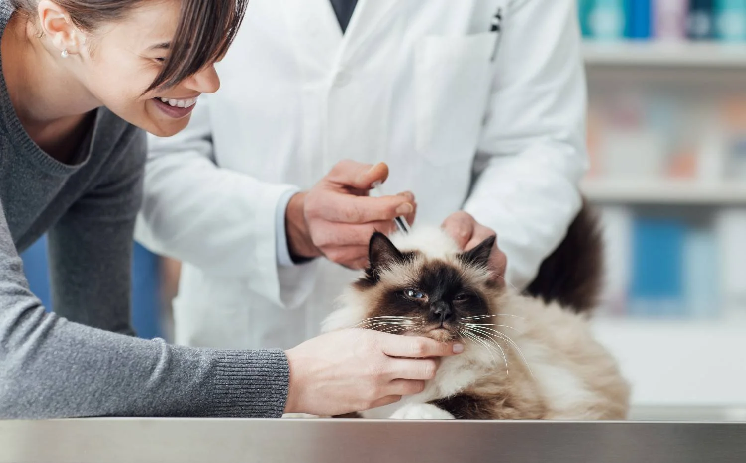A veterinarian examines a Siamese cat while a woman, laughing, holds the cat's head at a veterinary clinic.