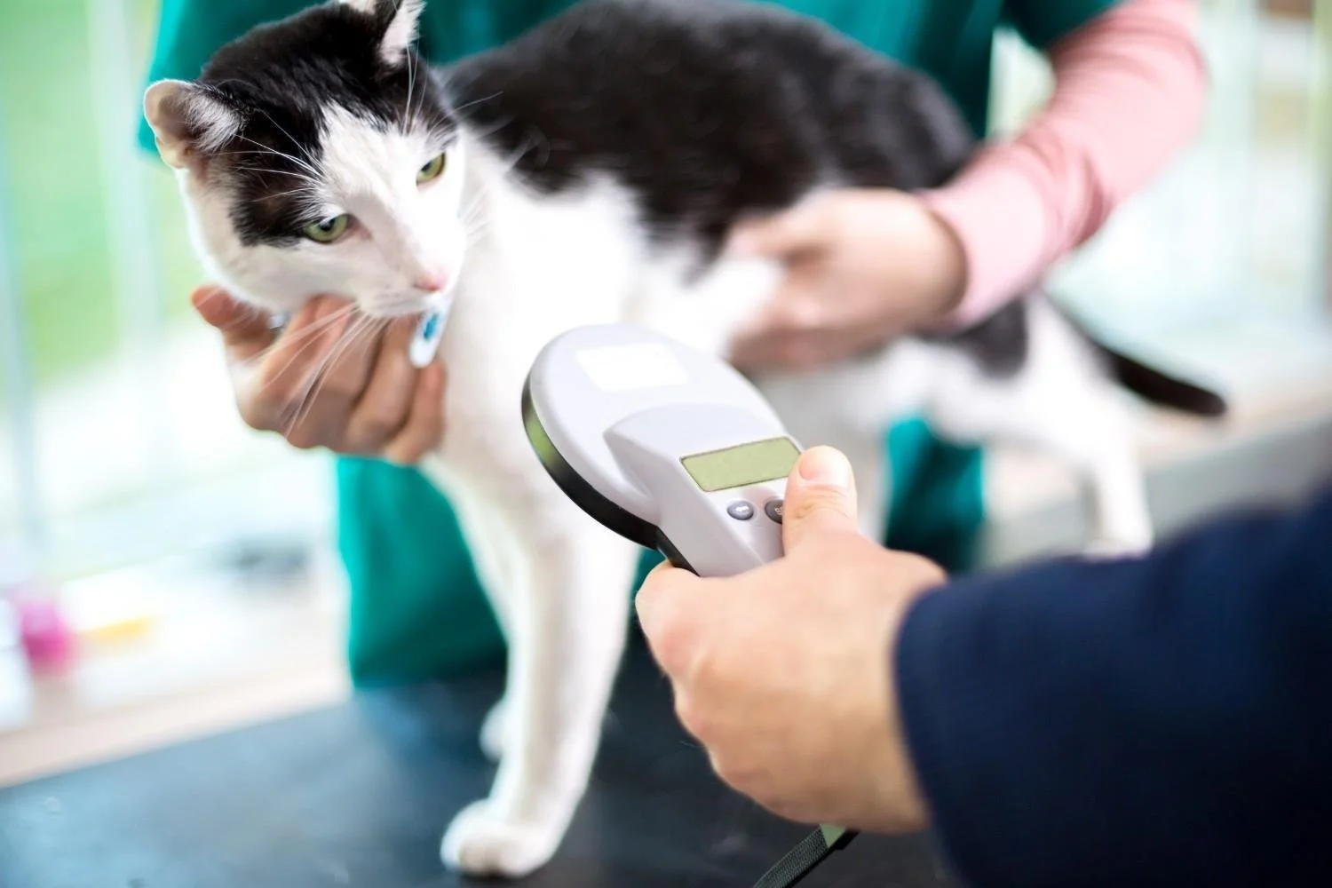 Veterinarian measuring a black and white cat's temperature with a digital thermometer.