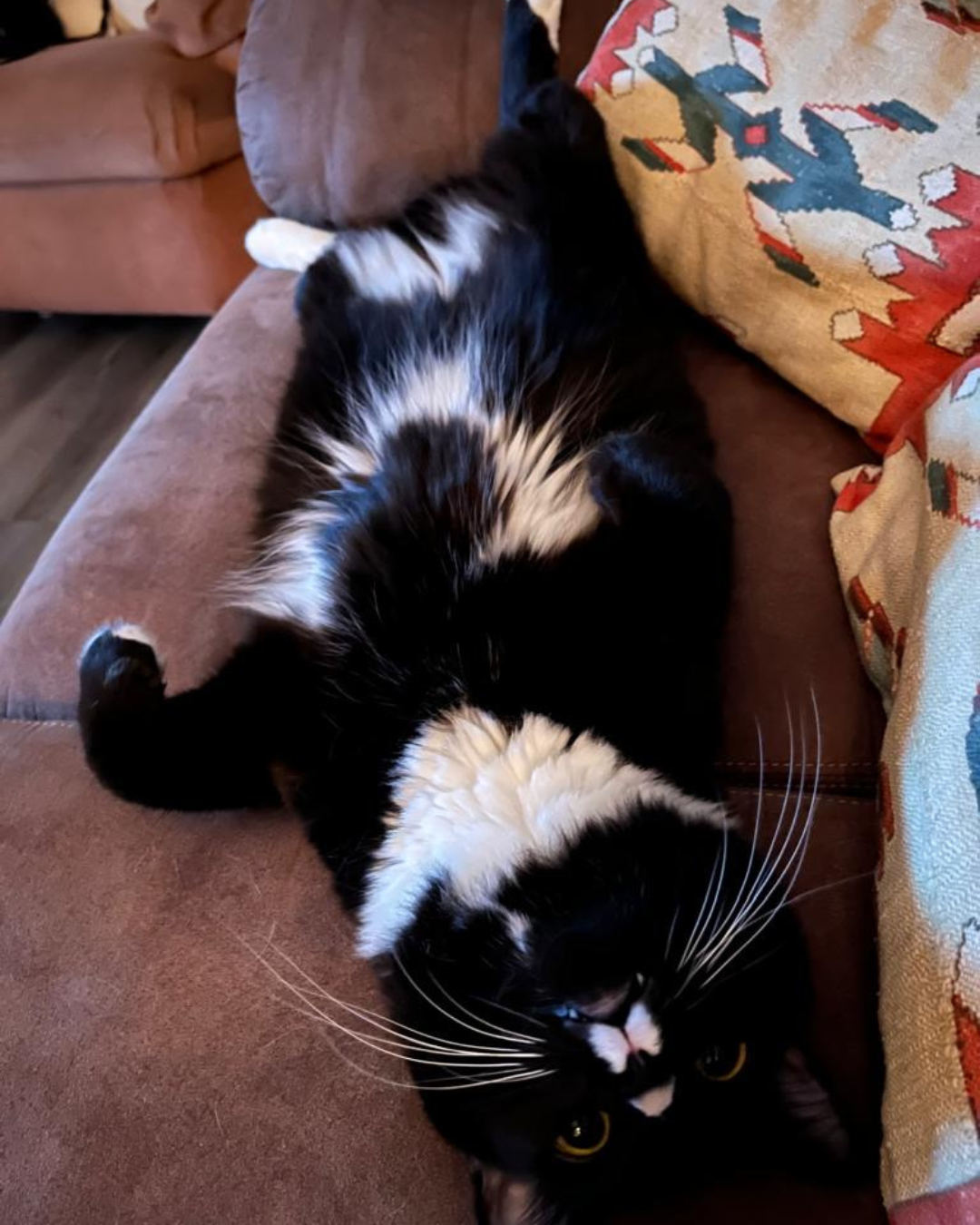 A black and white cat lying upside down on a brown sofa, with a colorful cushion nearby.