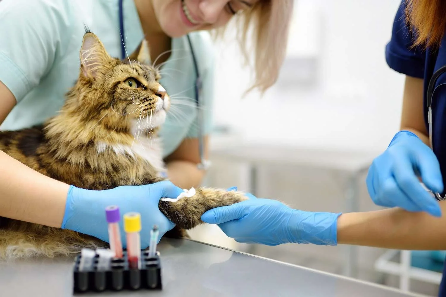 Veterinarian holding a cat's paw during a veterinary check-up, with a test tube holder containing colored samples on the table.