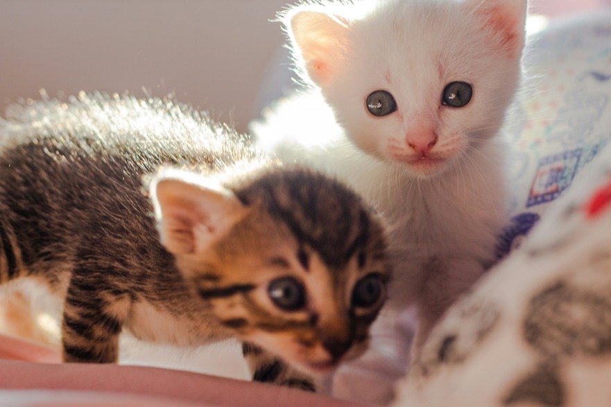 Two kittens, one with brown and black striped fur and the other white, are close to each other, looking curiously at the camera.
