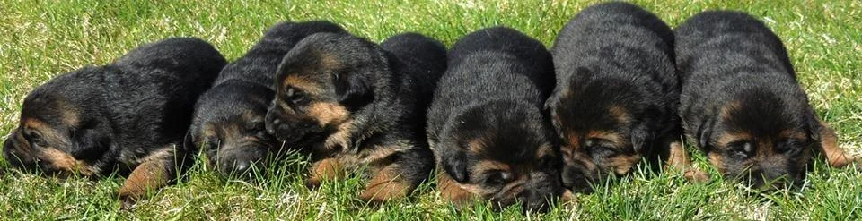 babies.jpg