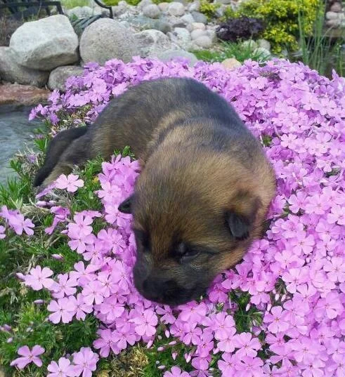 Ivy flowers.JPG