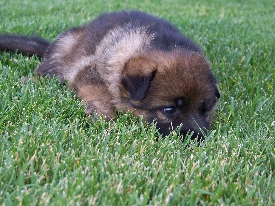 sable baby 4.jpg