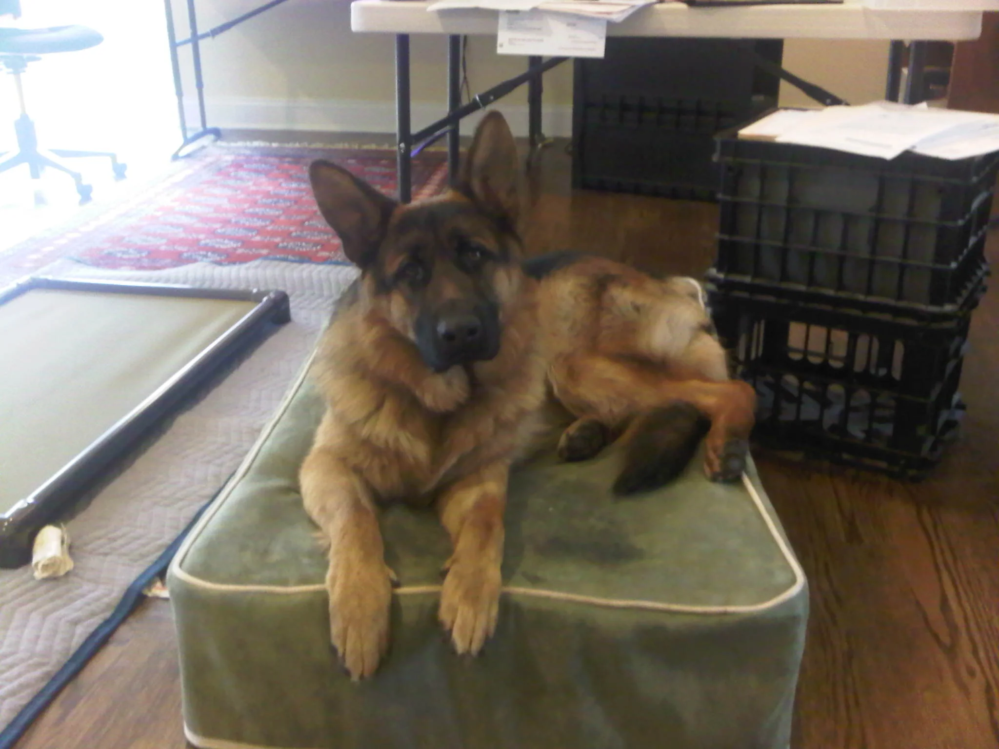 Buddy Mudd turned 1 year old Monday.jpg