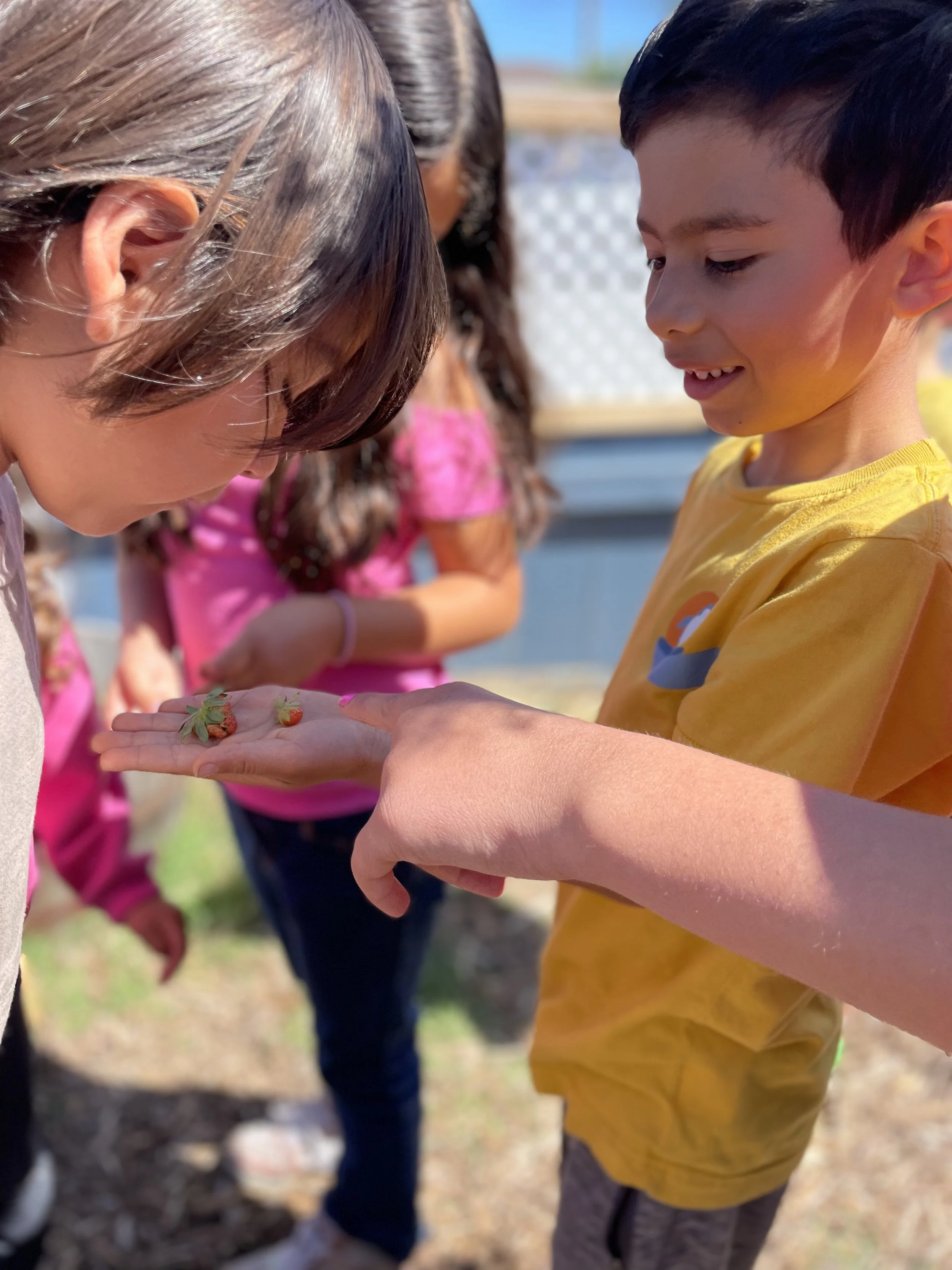 A boy in a yellow shirt is showing strawberries to a girl with short brown hair, while another girl in a pink shirt watches nearby, outdoors on a sunny day.
