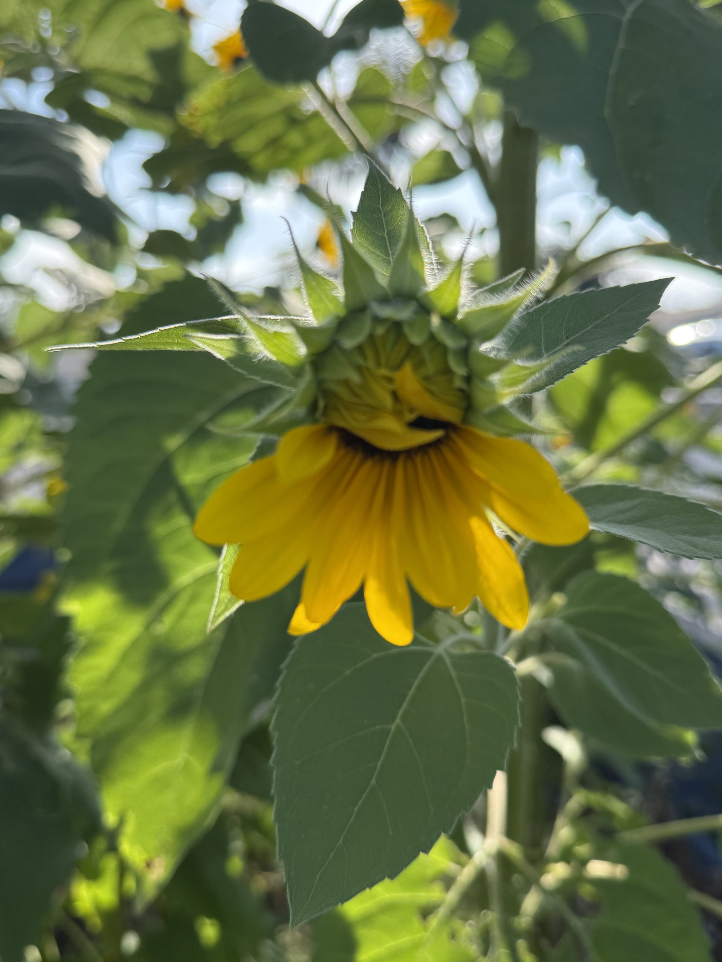 A close-up of a sunflower with yellow petals and green leaves in sunlight.