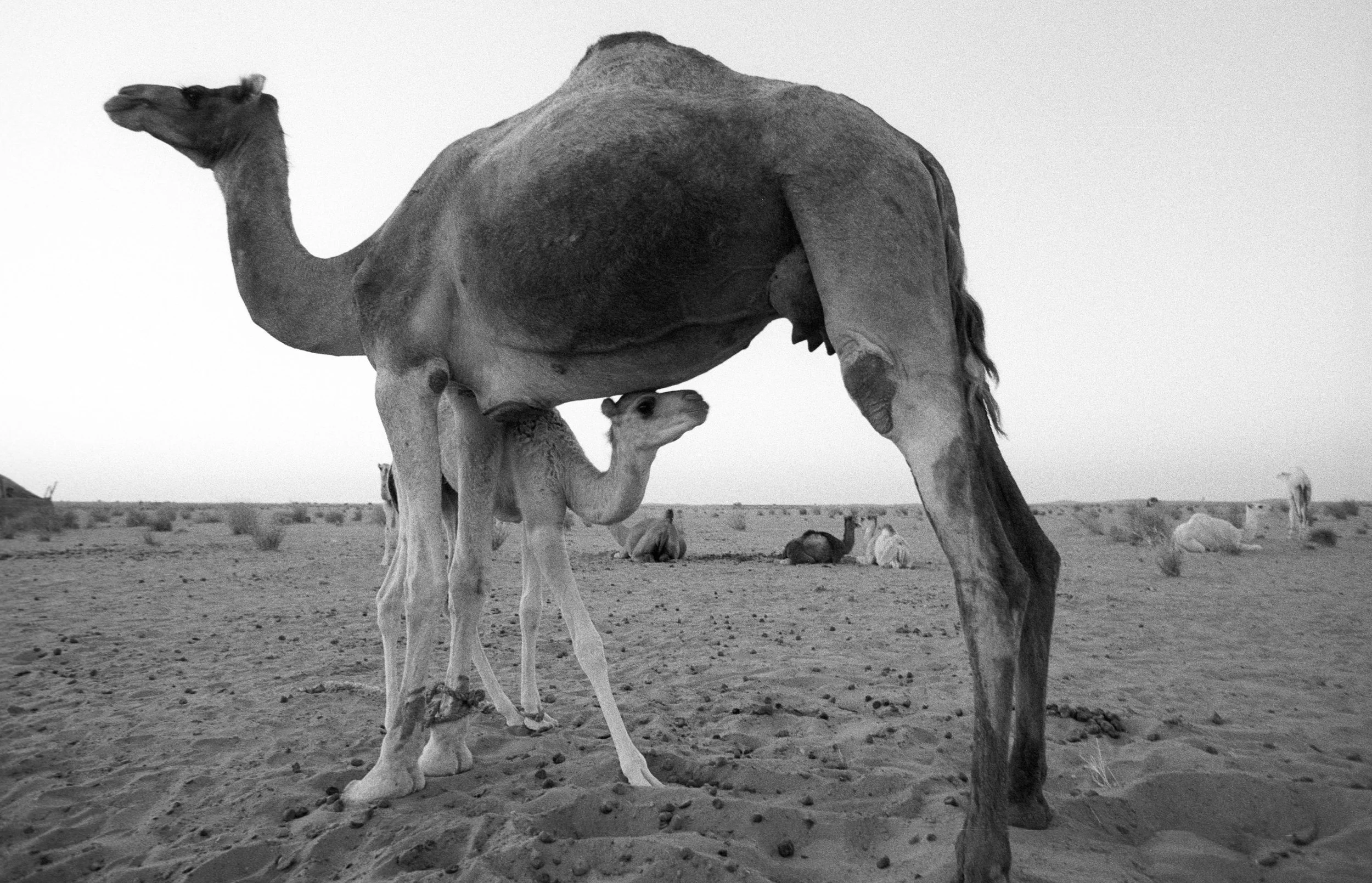 16. Camel feeding.jpg