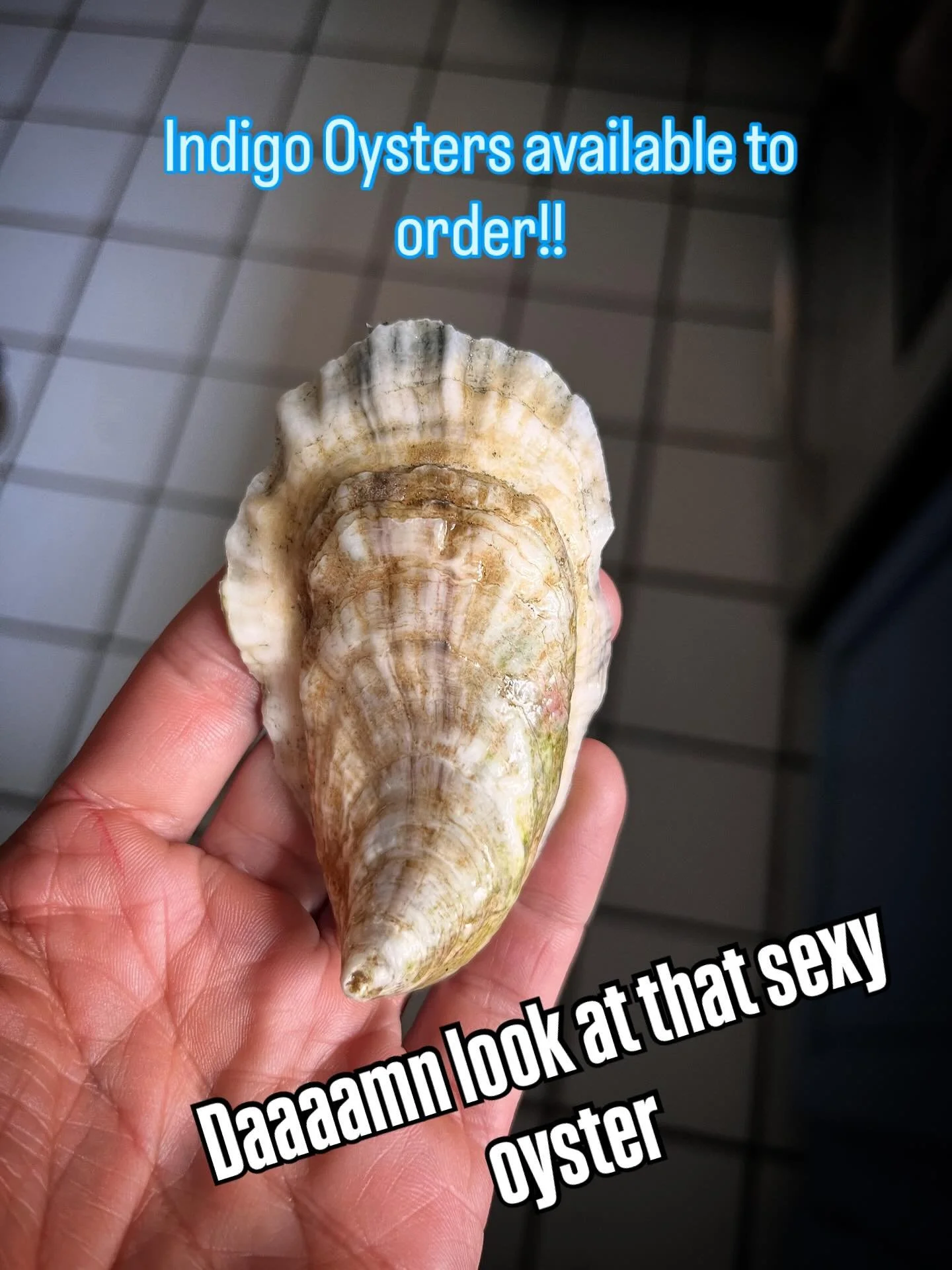 Our sea gems are ready for market and they are UNREAL. Briny, crisp, sexy AF. We take orders weekly for pickup on Fridays in Portland. If you&rsquo;d like to place an order, send us a DM or hit us up at our website www.indigo-oysters.com!
#oystersfor