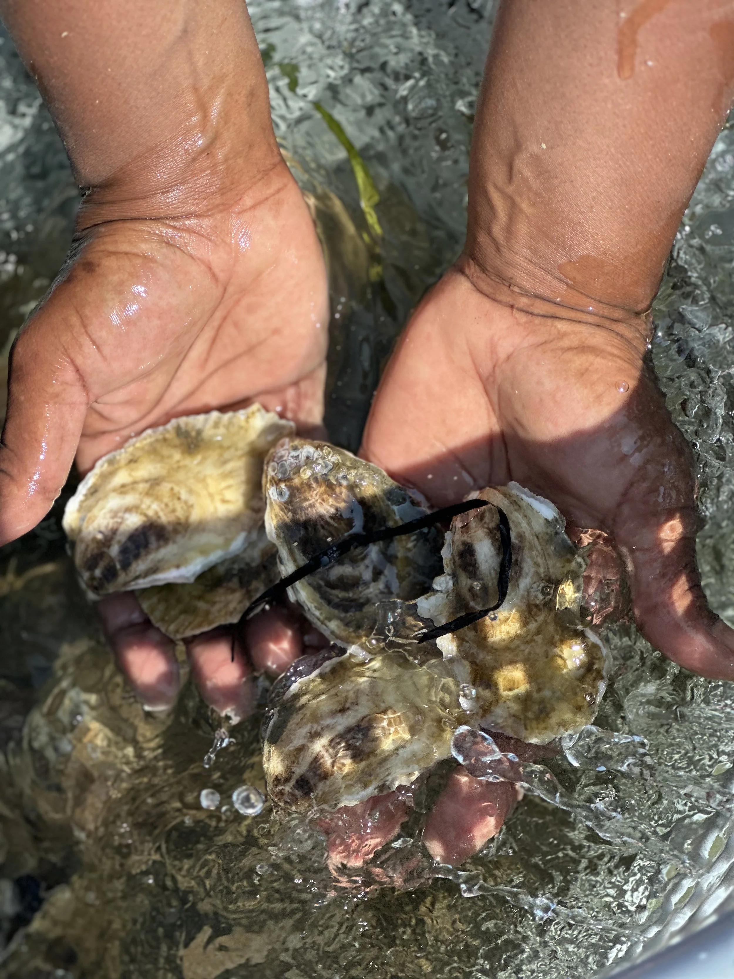 One Dozen - Freshly Harvested Indigo Oysters