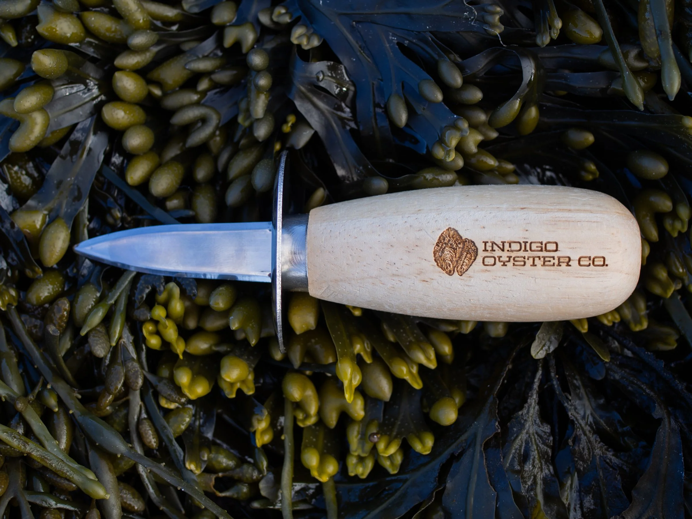 Shucking Knife