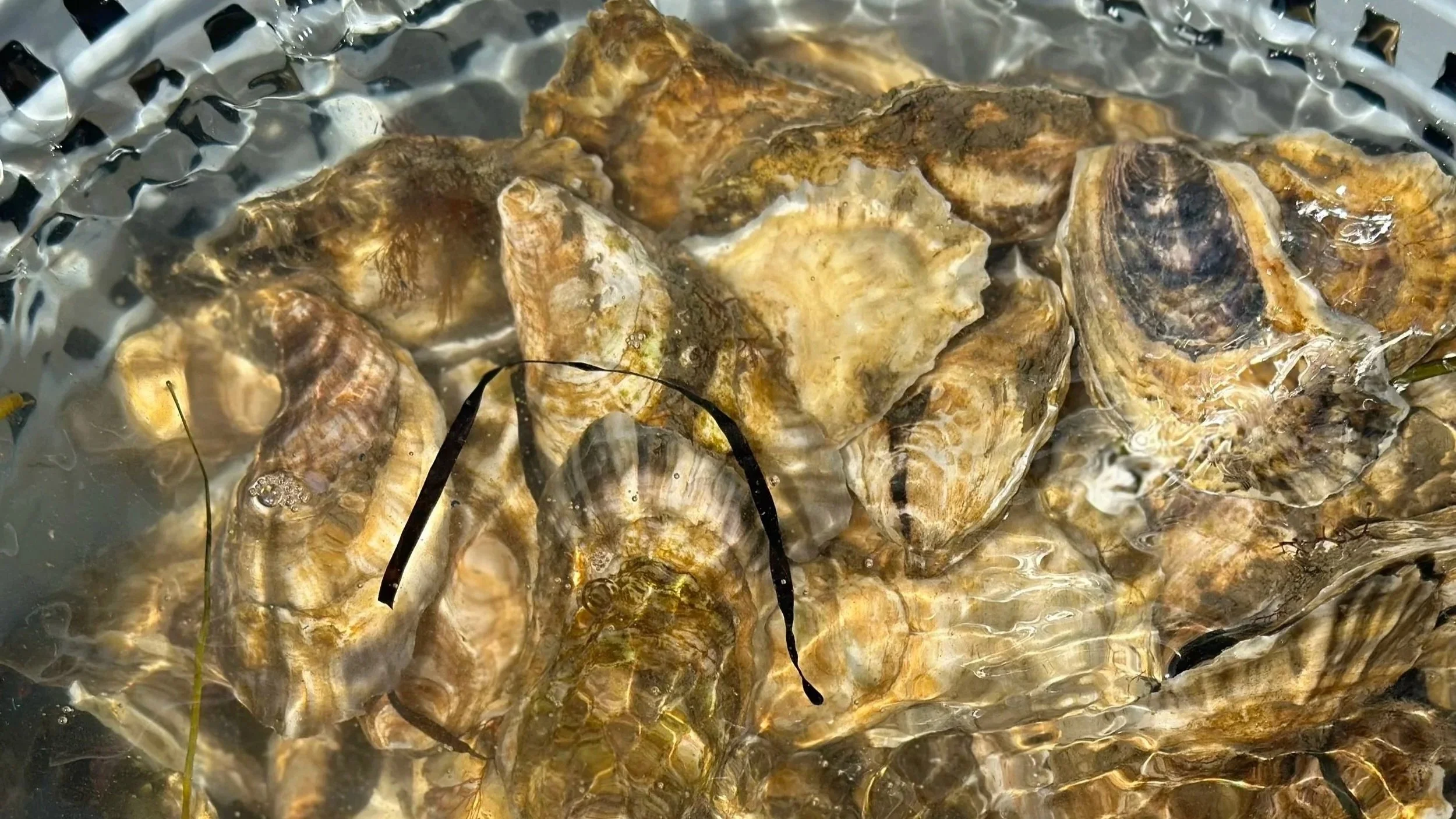 The Saco CSA