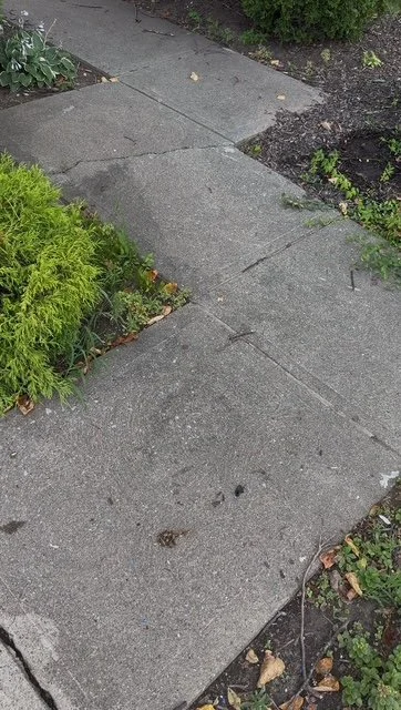 Concrete sidewalk with cracks and overgrown plants on the side.