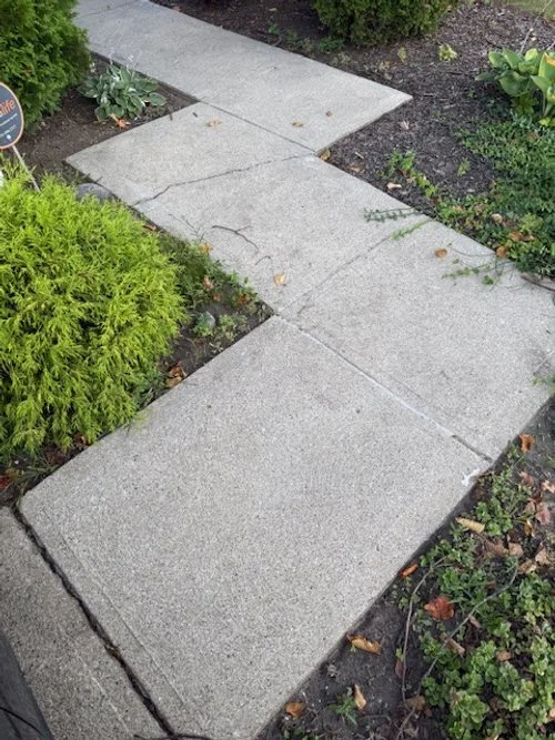 A cracked concrete sidewalk path surrounded by green plants and soil in a garden.