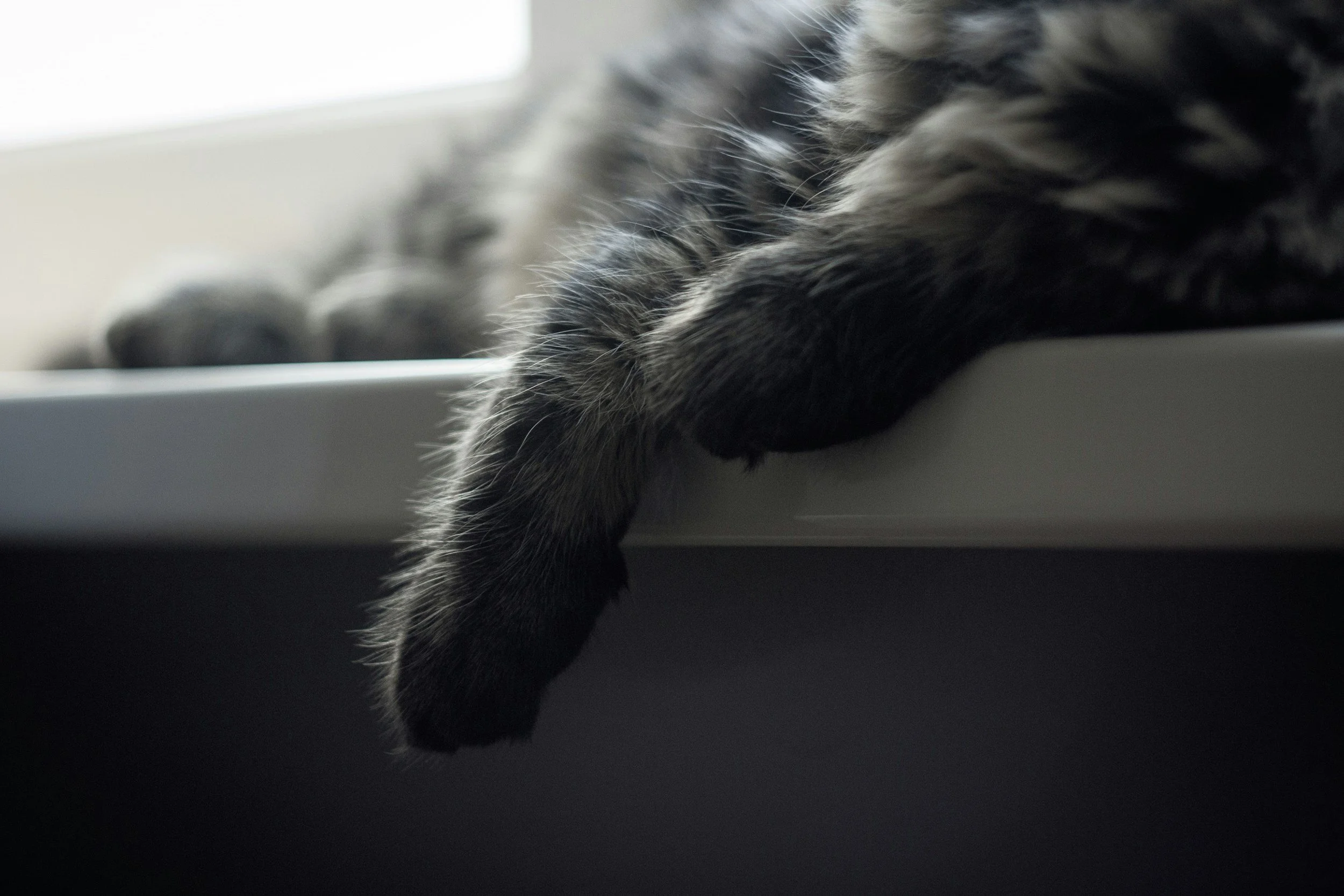 Cat Pee Catastrophe? Fear Not! Your Guide to Eliminating Feline Odors