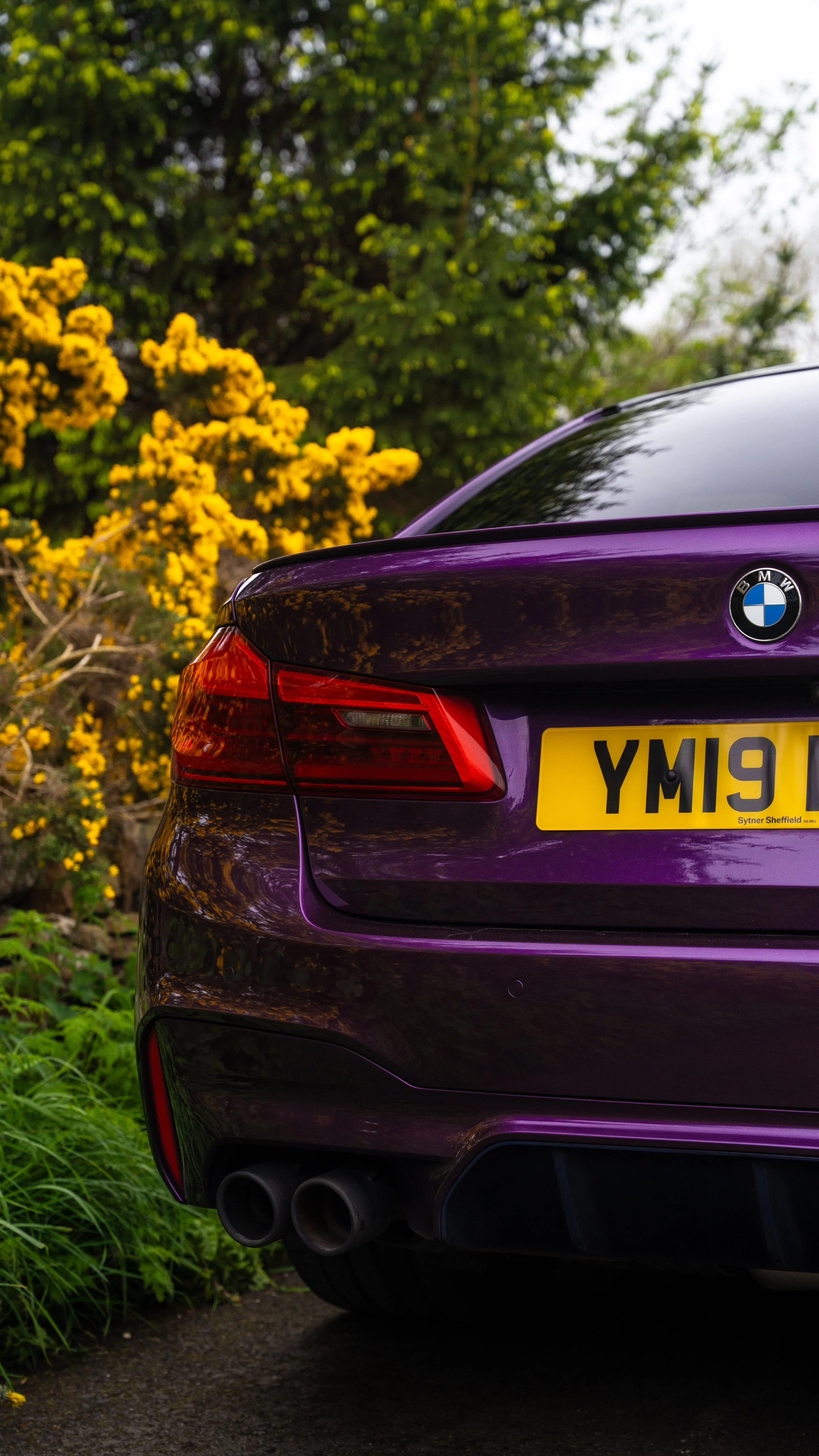 m5 purp.jpg