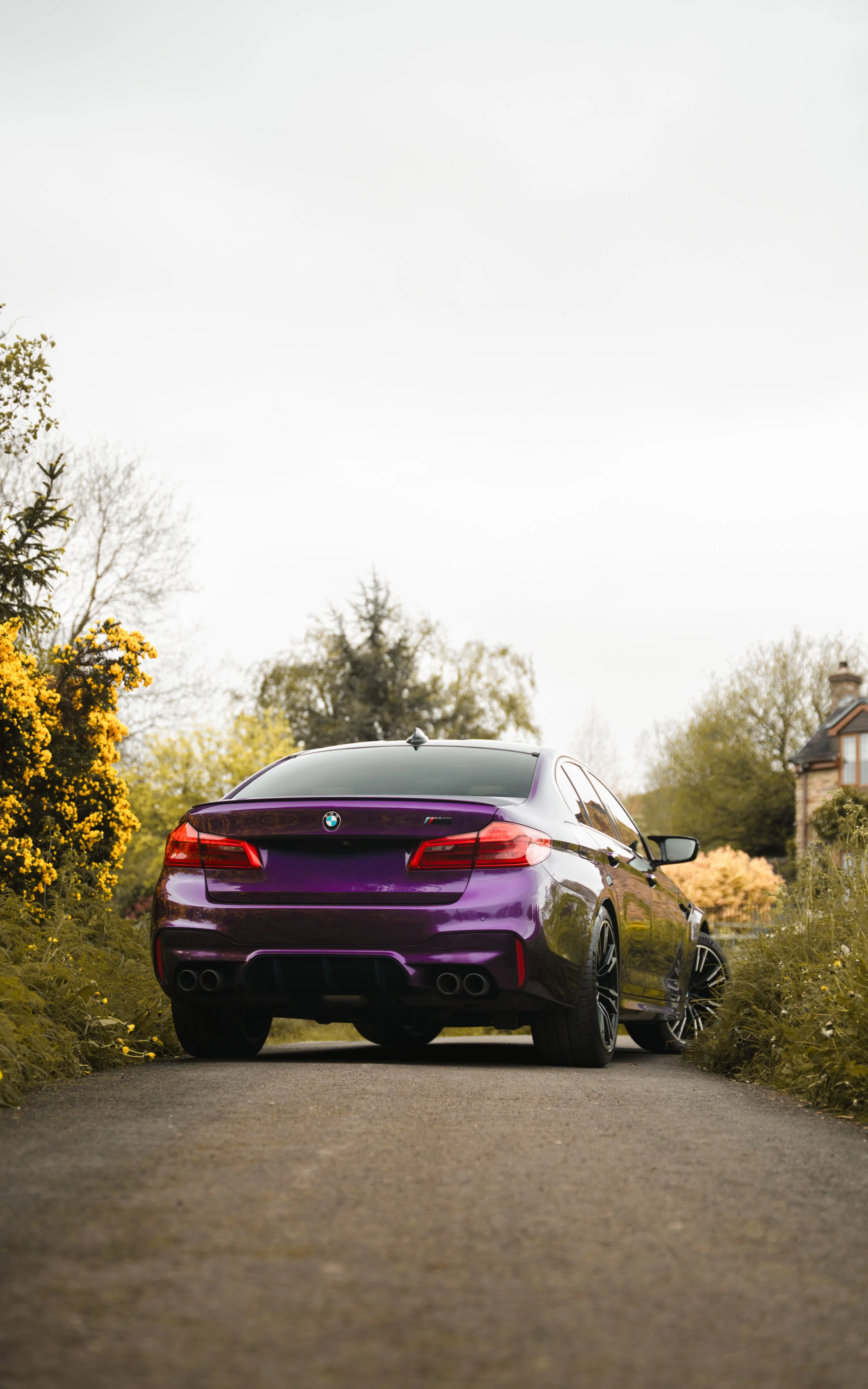 m5 purpl.jpg